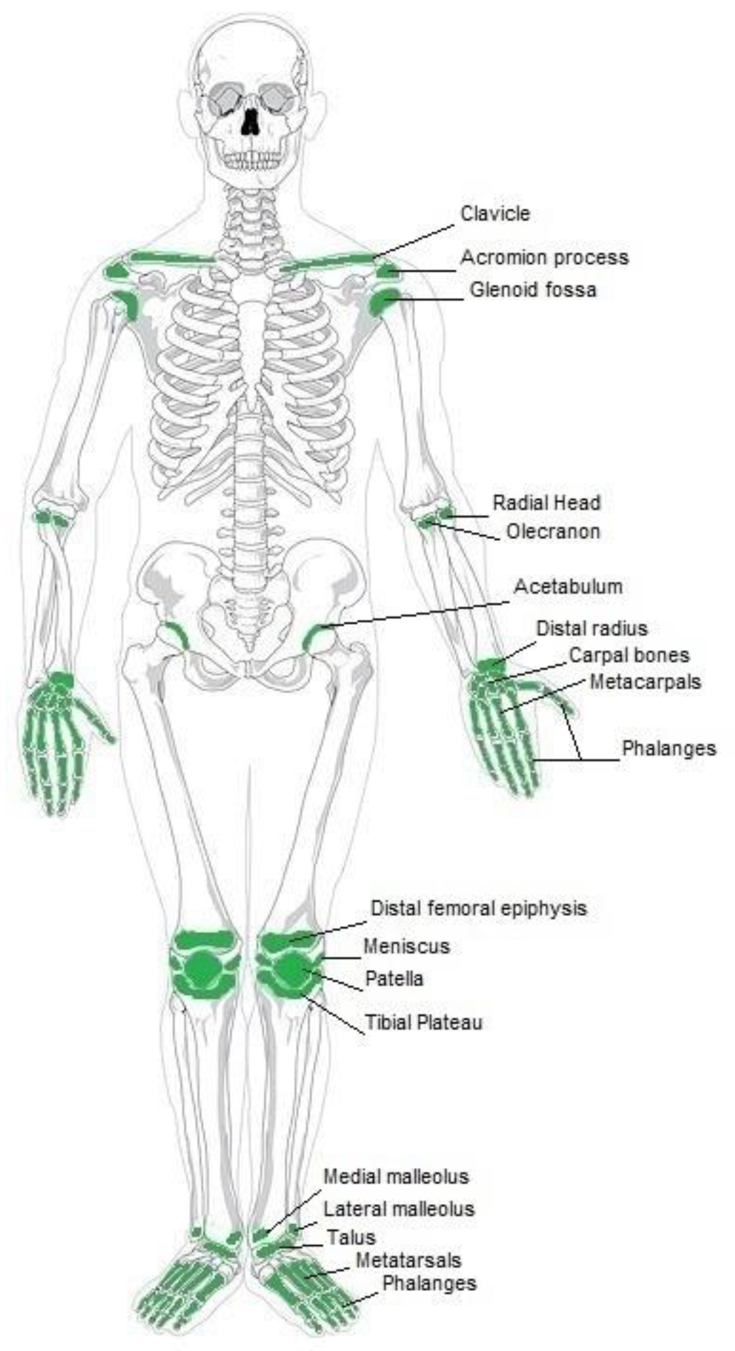 Jfb 14 00159 g001 Jfb 14 00159 g001