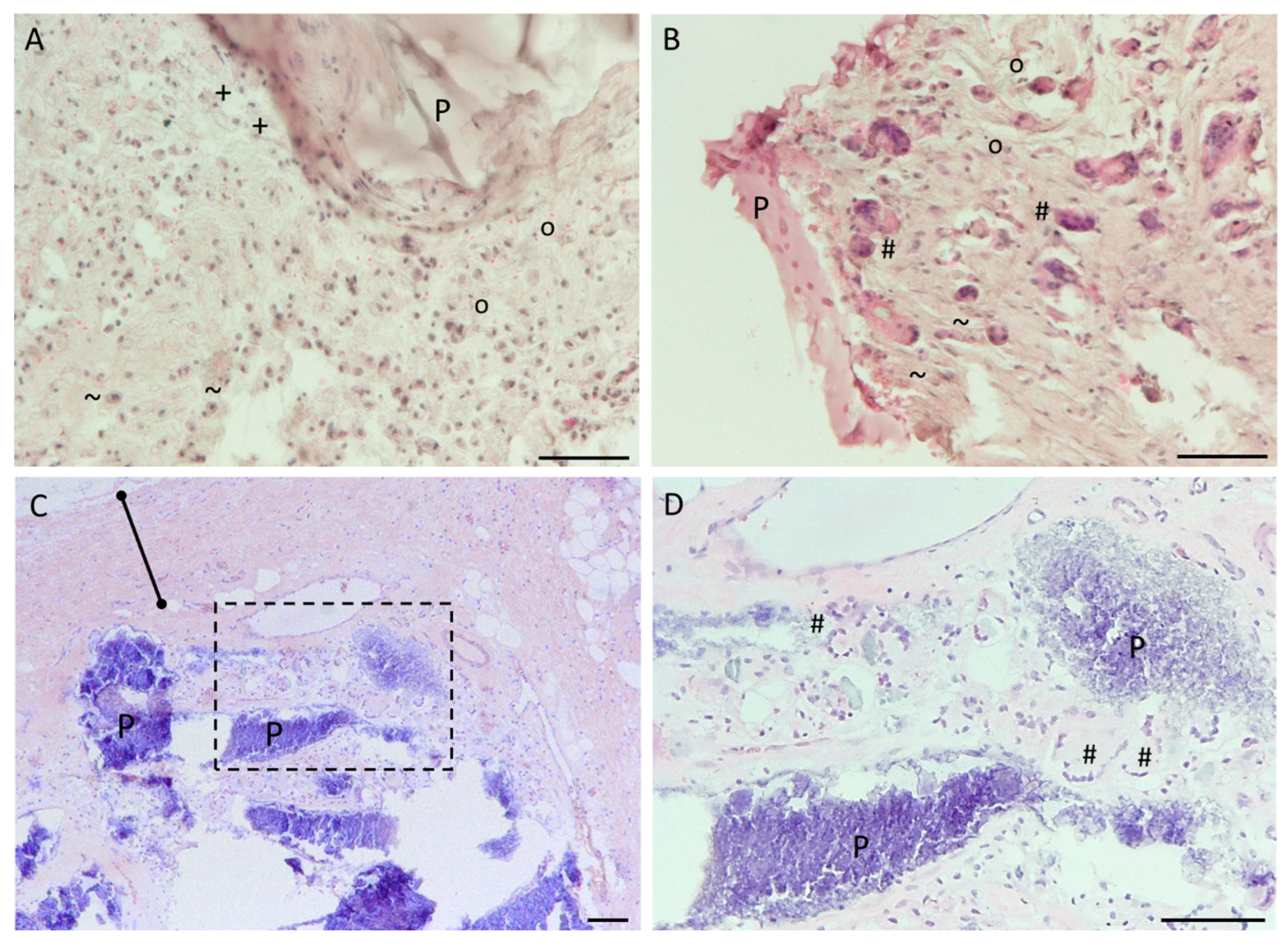 Jfb 14 00168 g010 Jfb 14 00168 g010