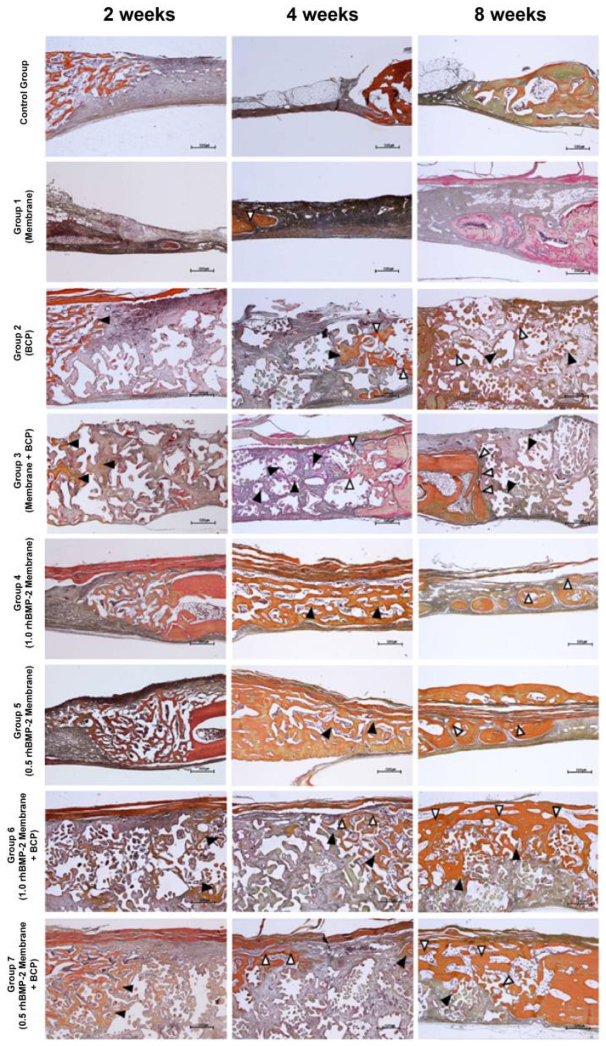 Jfb 14 00170 g006 Jfb 14 00170 g006