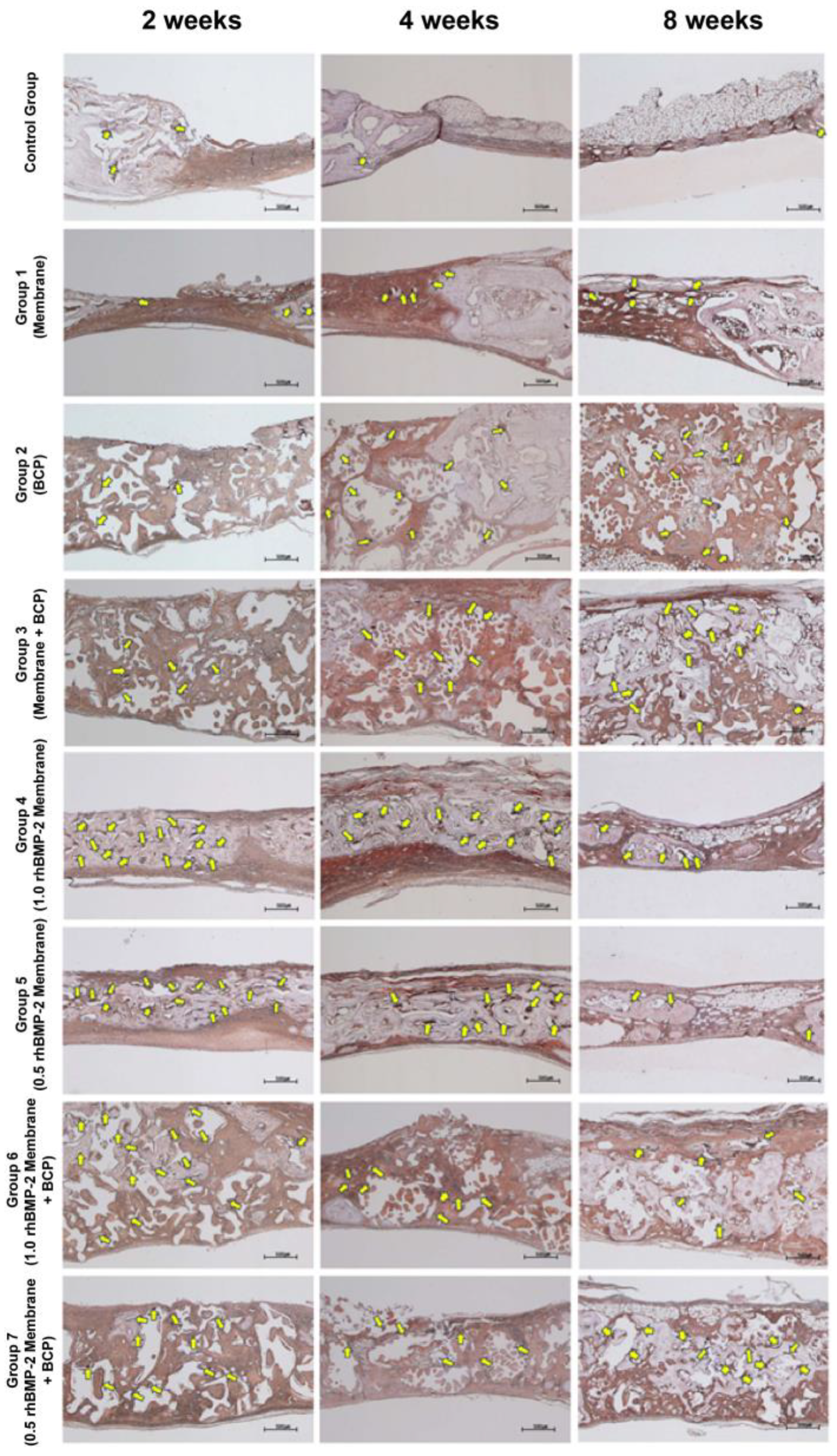 Jfb 14 00170 g007 Jfb 14 00170 g007