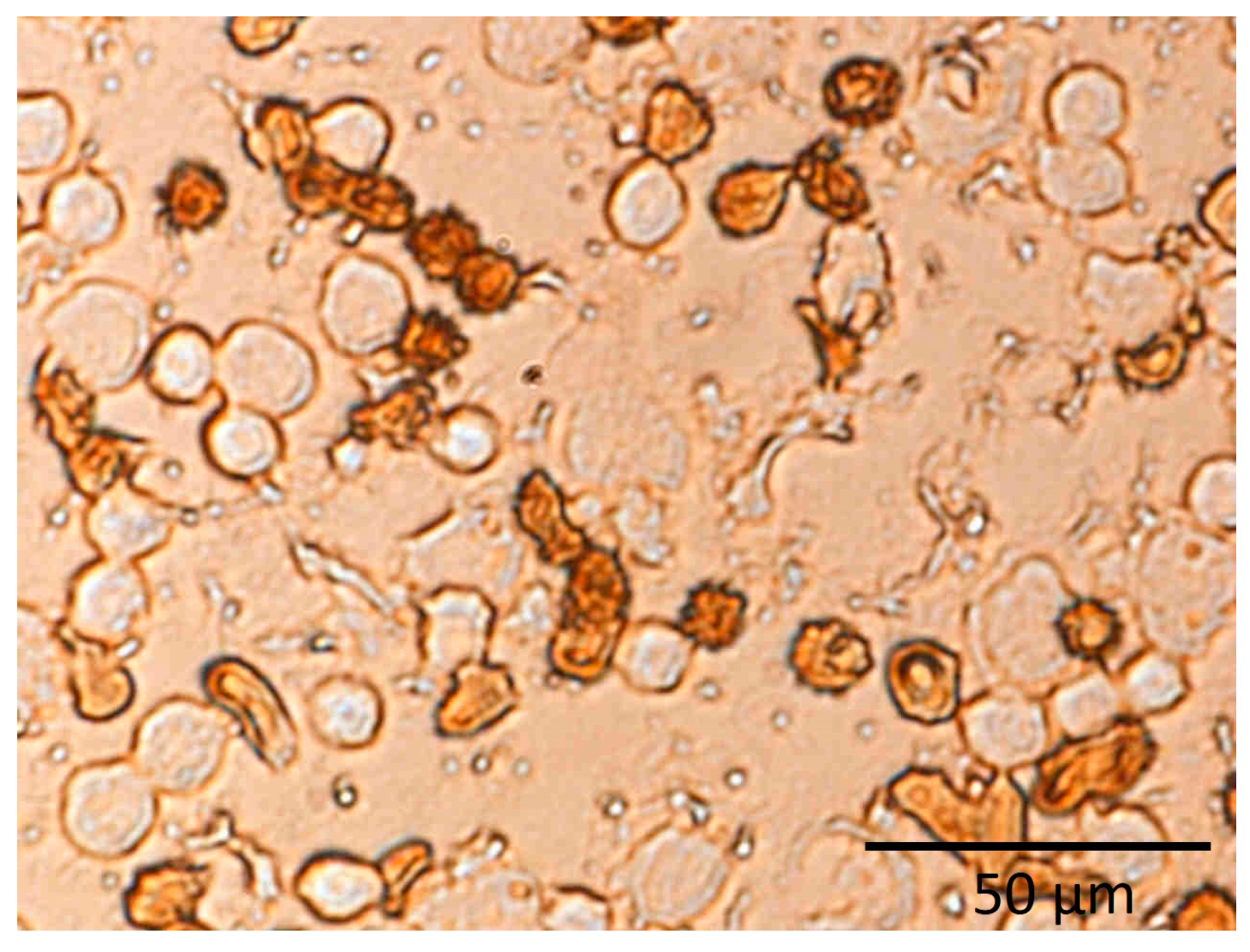 Jfb 14 00182 g006 Jfb 14 00182 g006