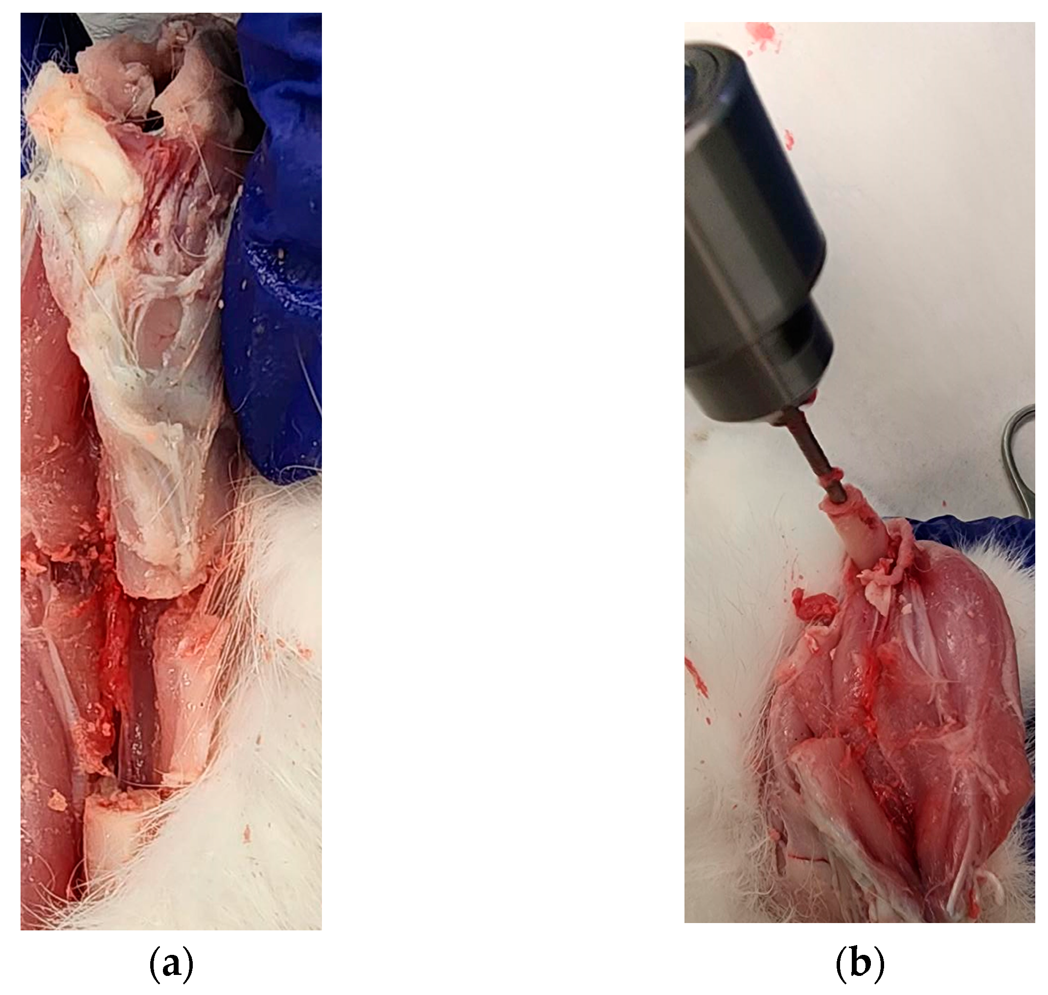 Jfb 14 00183 g012a Jfb 14 00183 g012a