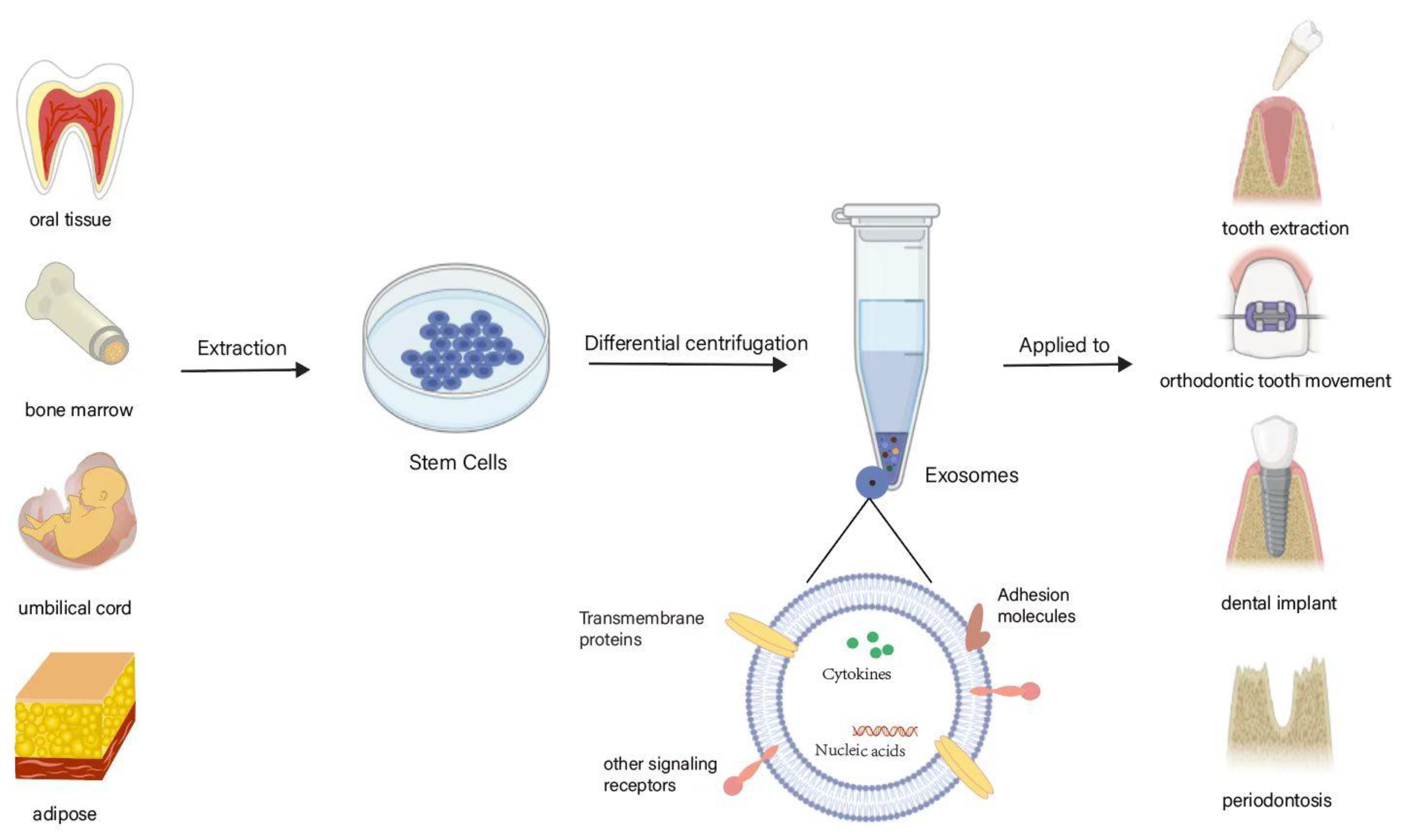 Jfb 14 00193 g002 Jfb 14 00193 g002