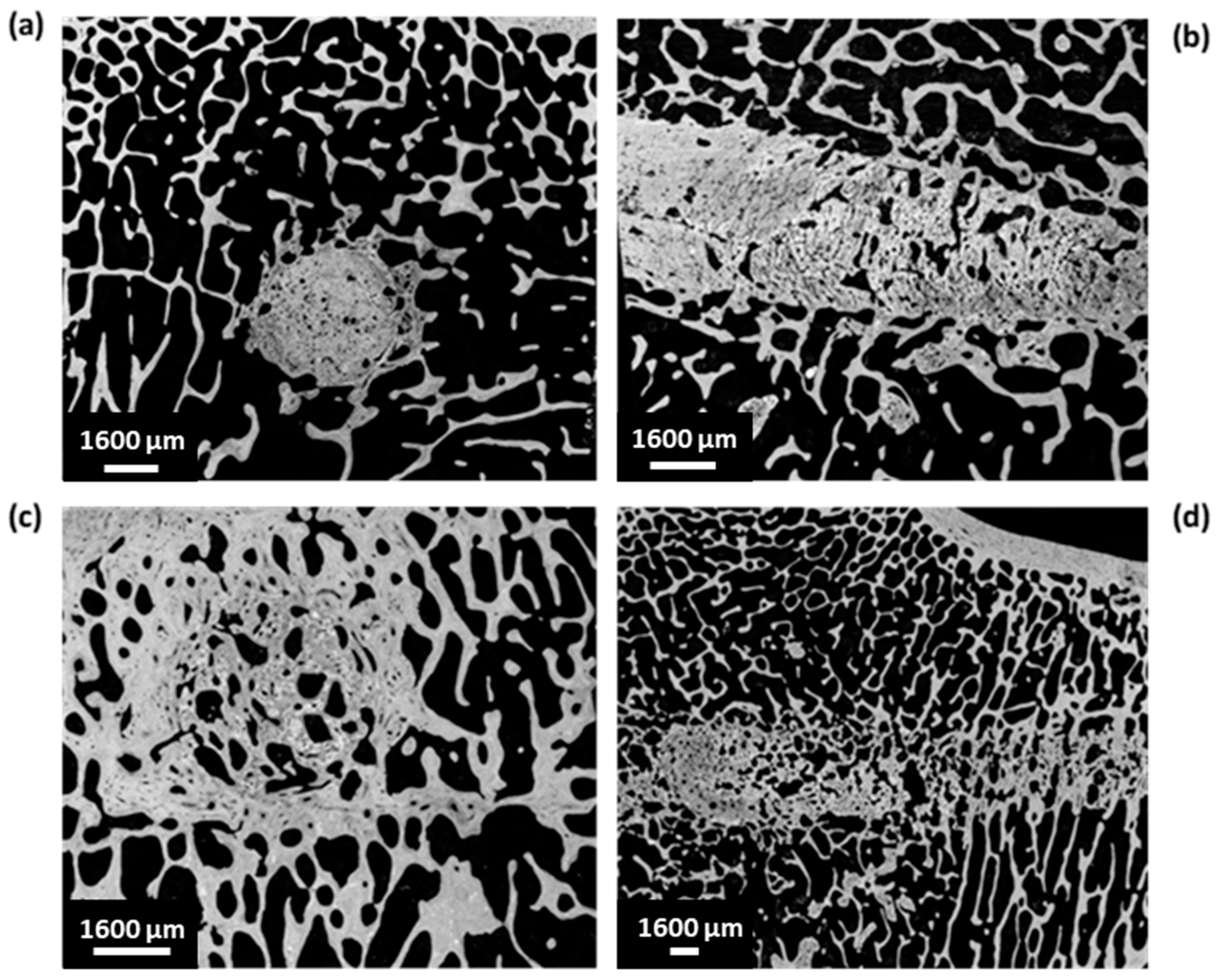 Jfb 14 00204 g011 Jfb 14 00204 g011