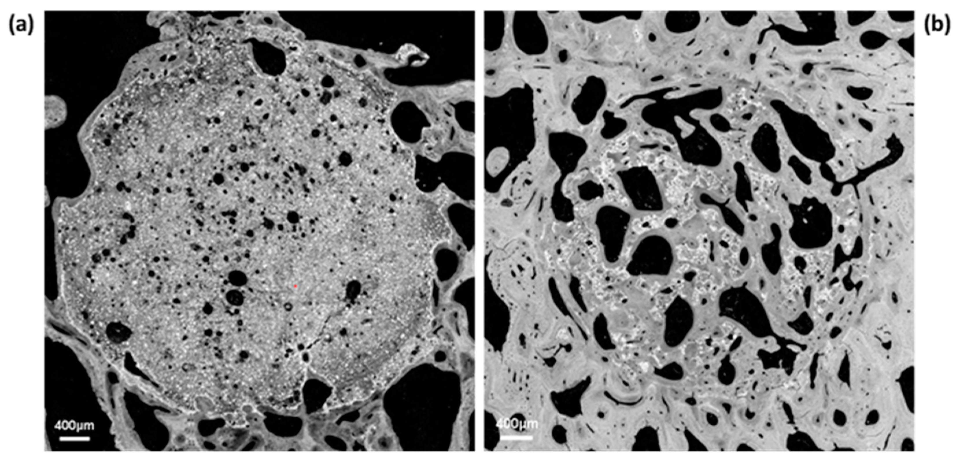 Jfb 14 00204 g013 Jfb 14 00204 g013