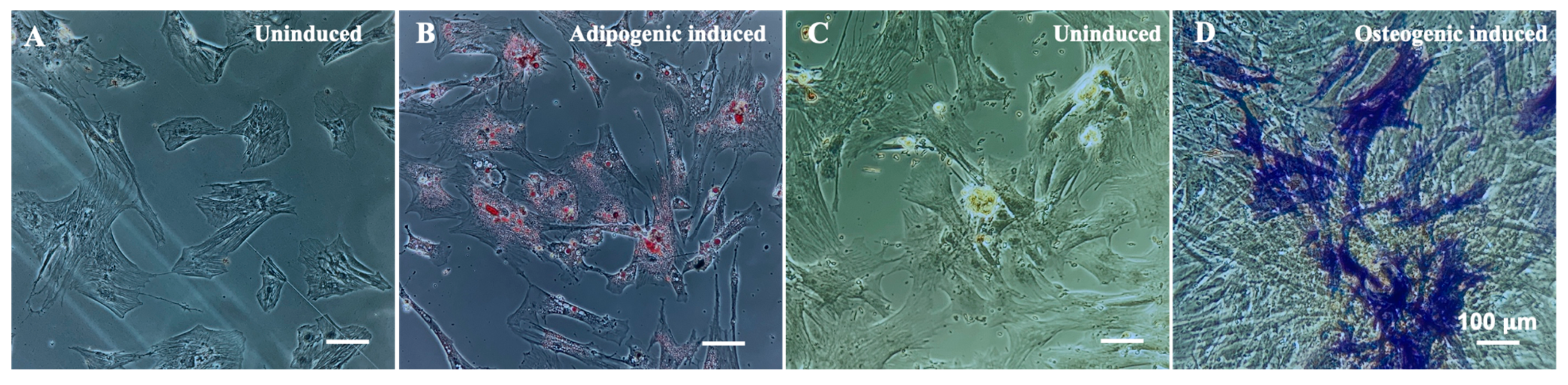 Jfb 14 00218 g001 Jfb 14 00218 g001