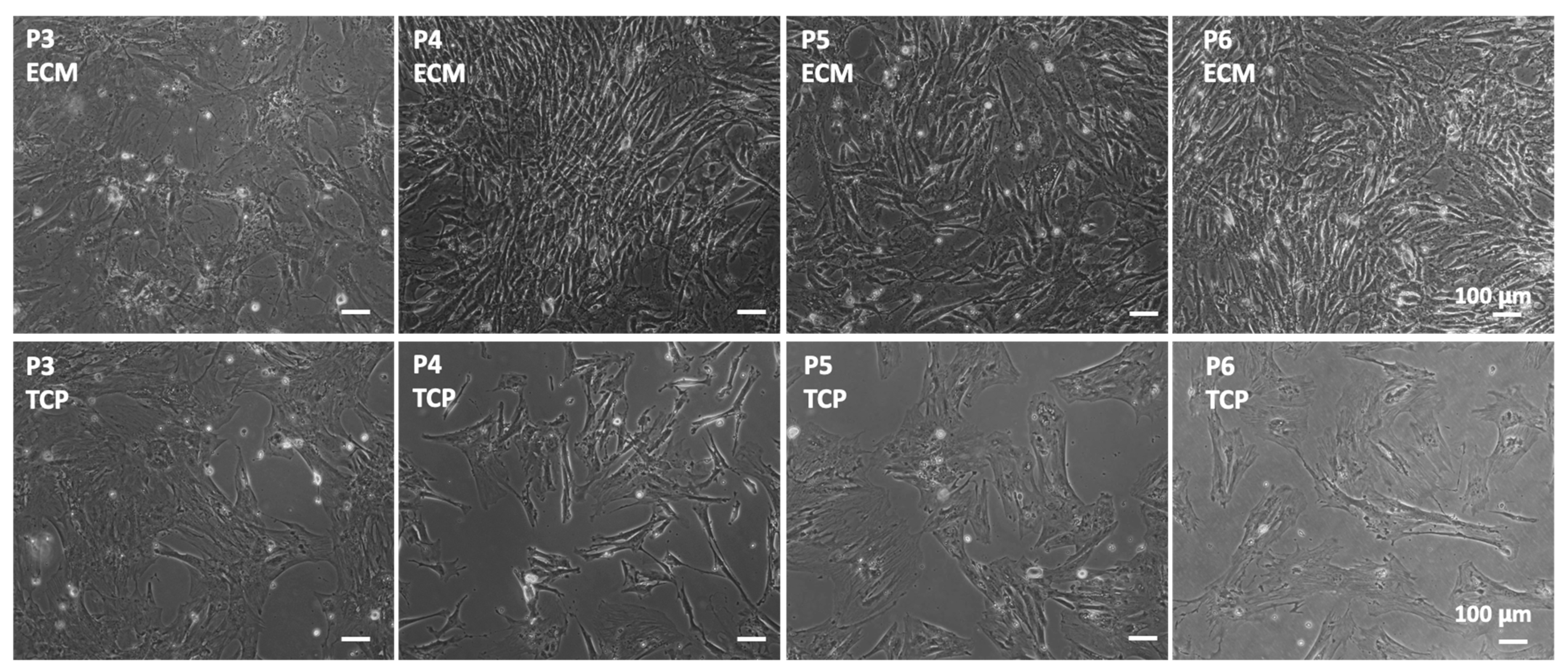 Jfb 14 00218 g003 Jfb 14 00218 g003