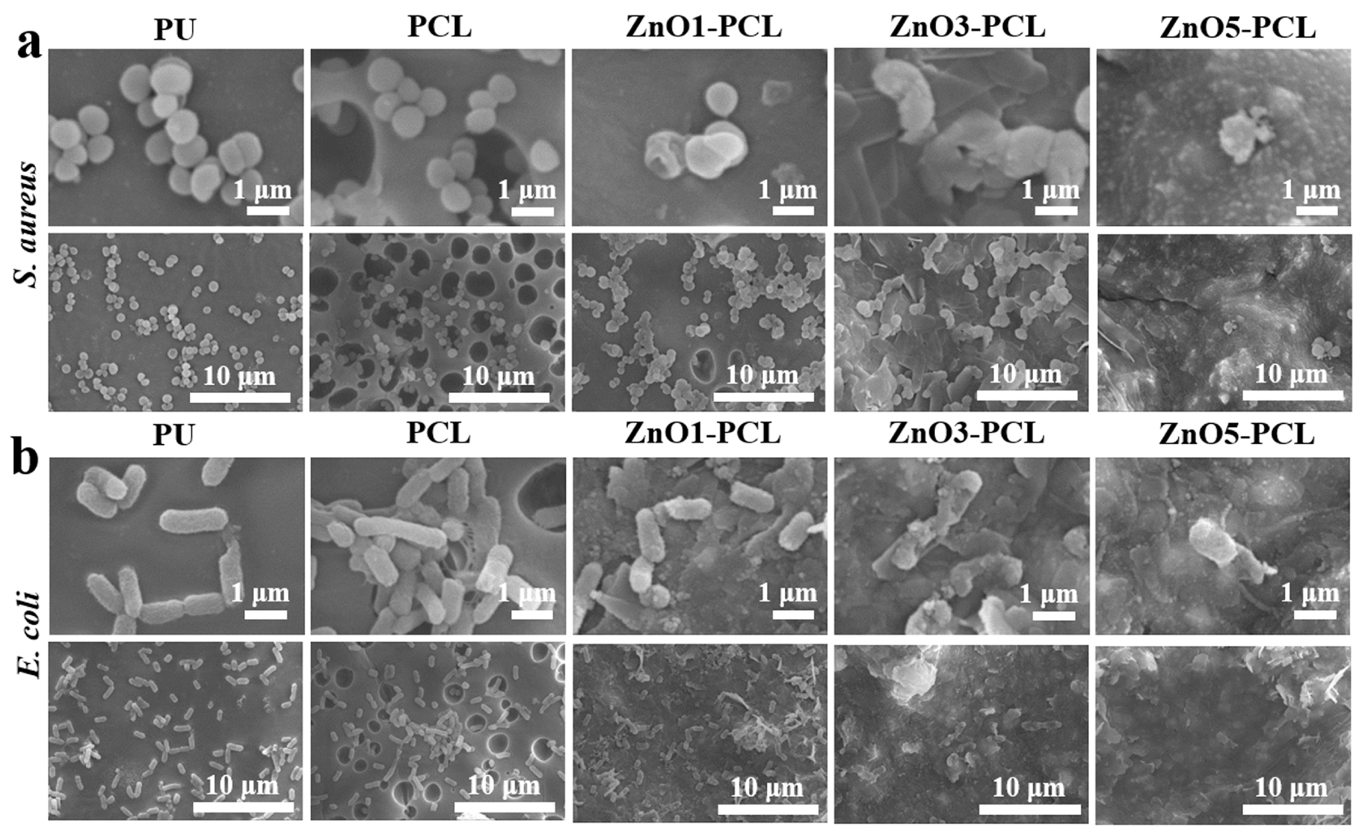 Jfb 14 00225 g006 Jfb 14 00225 g006