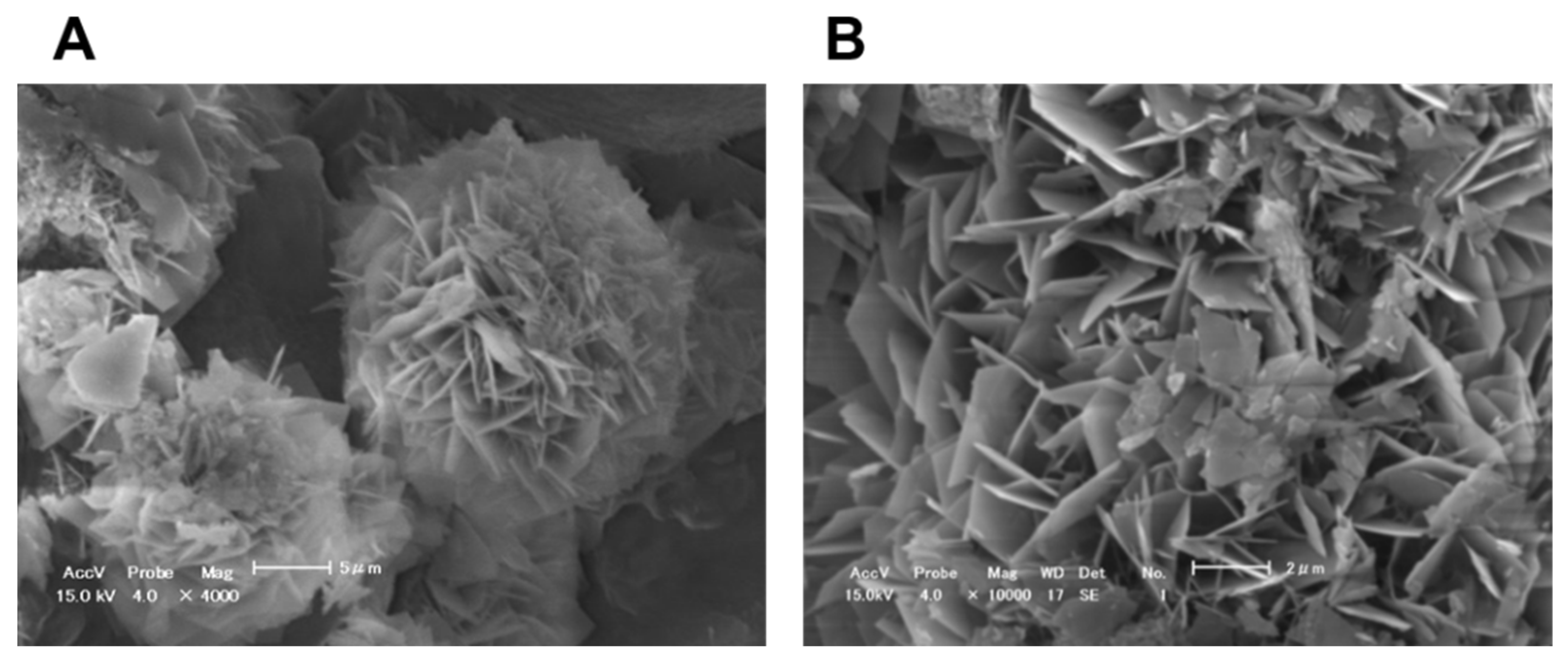 JFB Free FullText MultipleIon Releasing Bioactive Surface Pre
