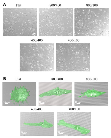 Submicron-Grooved Films Modulate the Directional Alignment