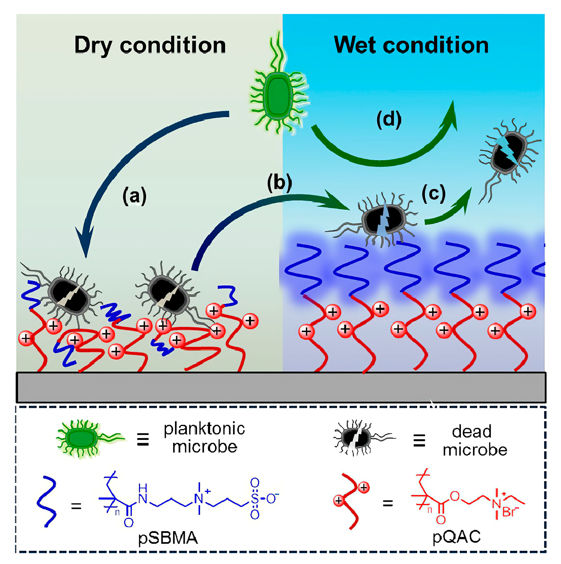 Jfb 14 00243 g010 Jfb 14 00243 g010