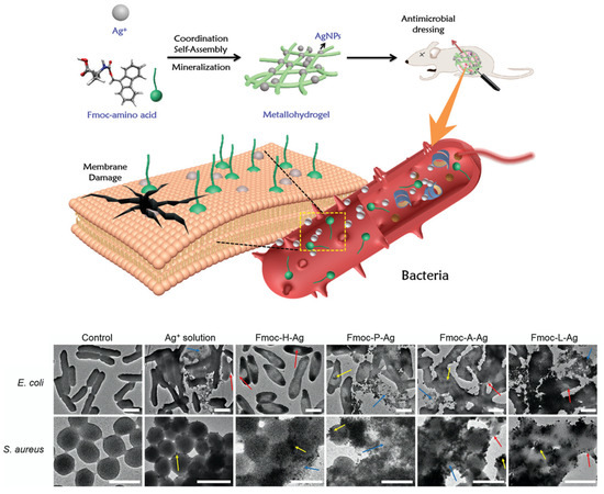 Effect of Size, Shape and Surface Functionalization on the