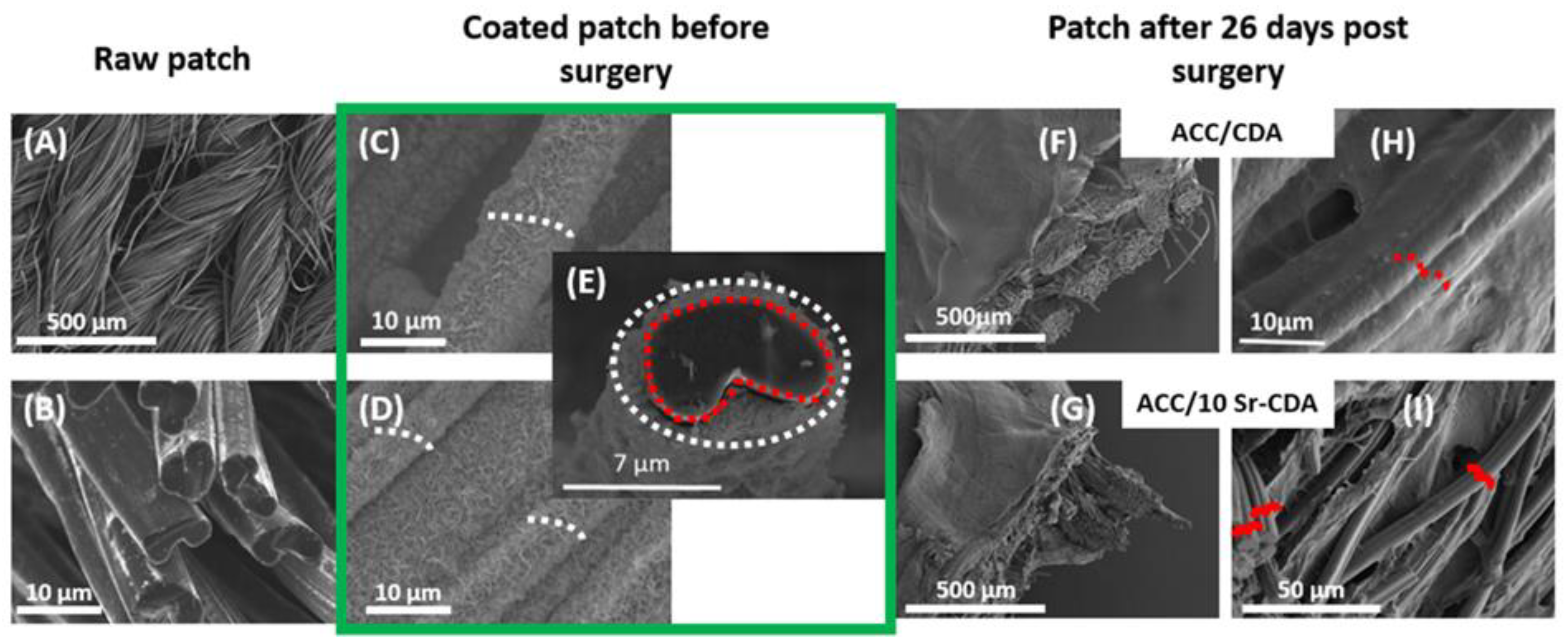 Jfb 14 00246 g005 Jfb 14 00246 g005