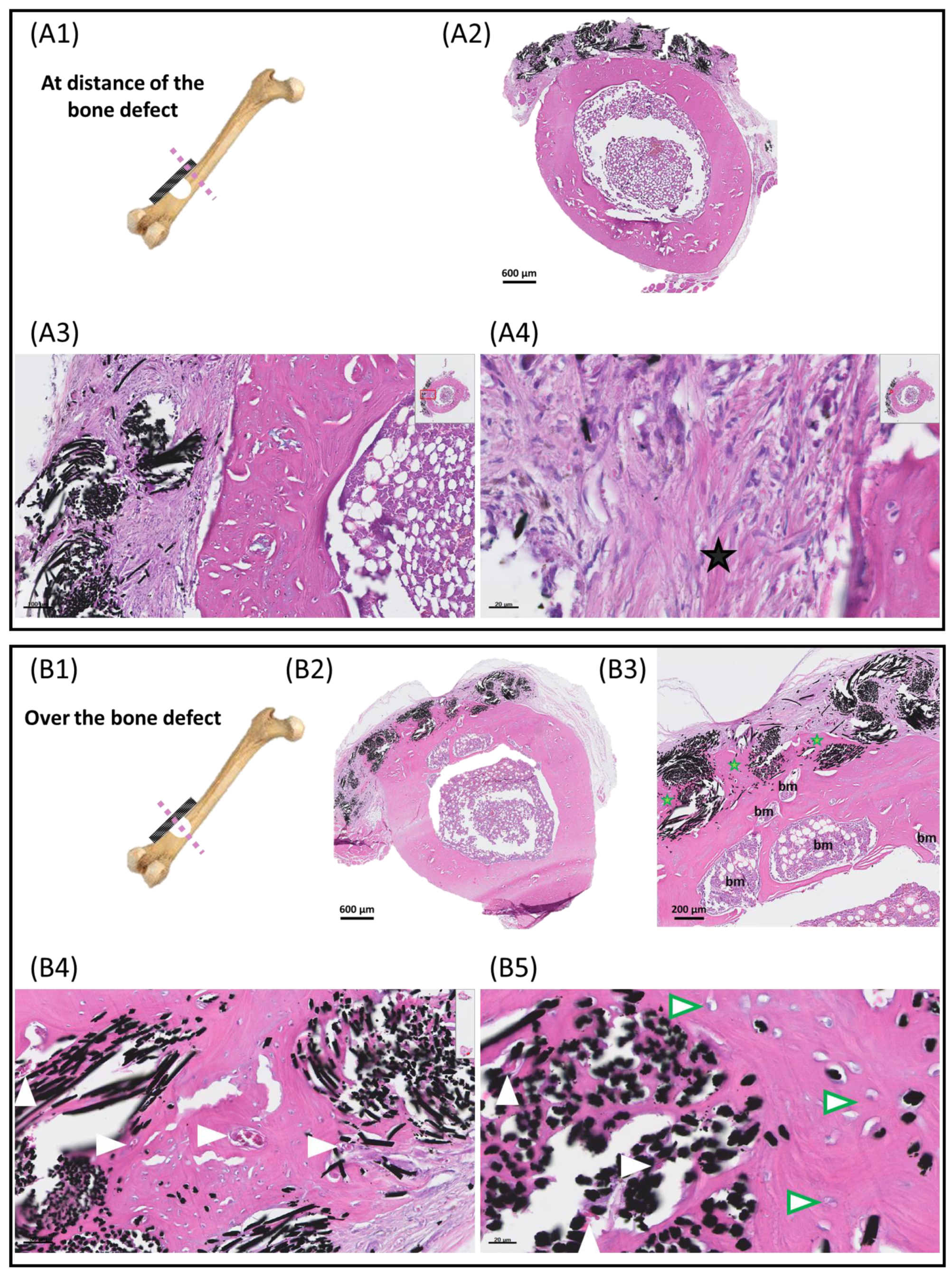 Jfb 14 00246 g007 Jfb 14 00246 g007