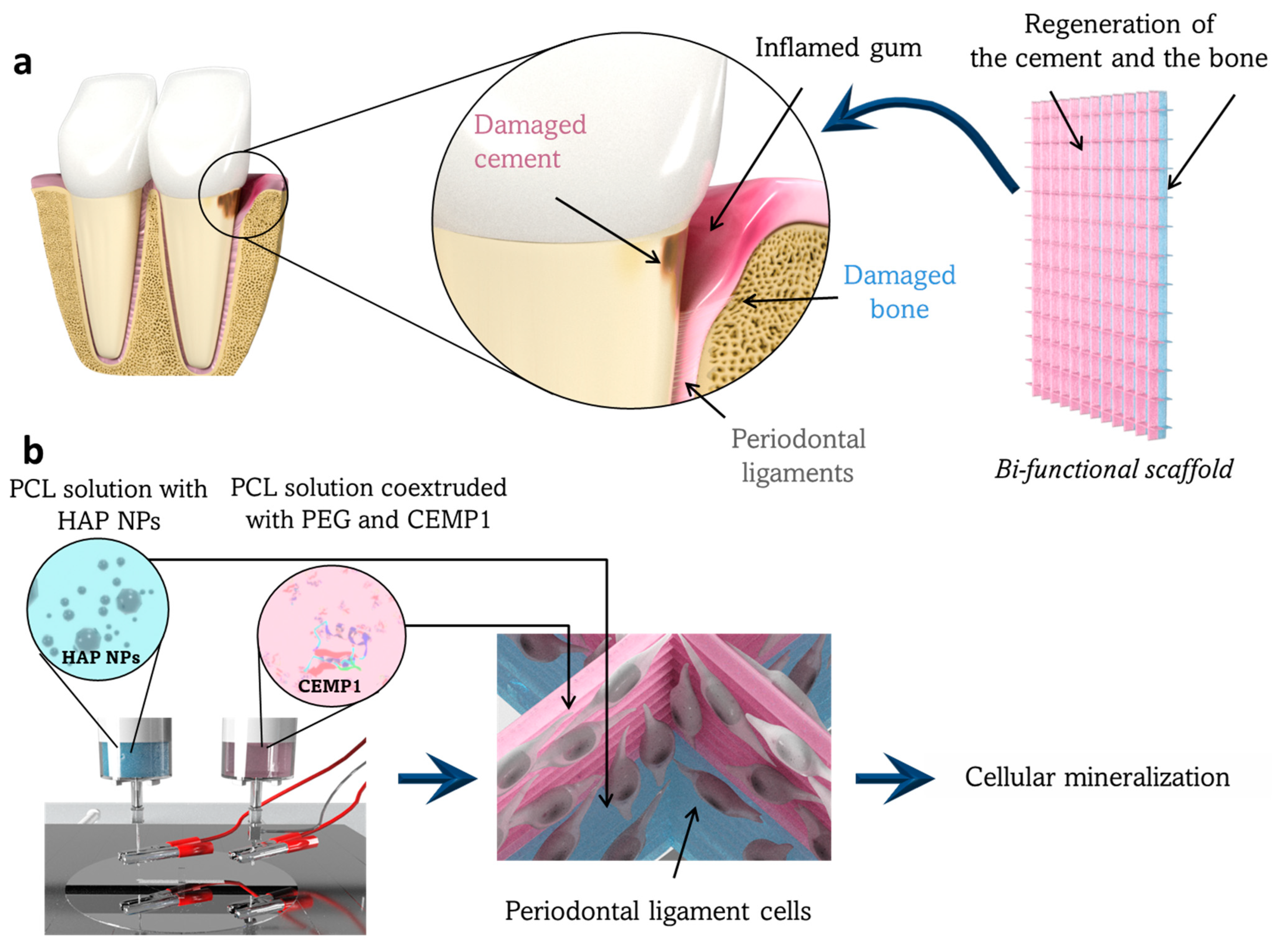 Jfb 14 00263 g001 Jfb 14 00263 g001