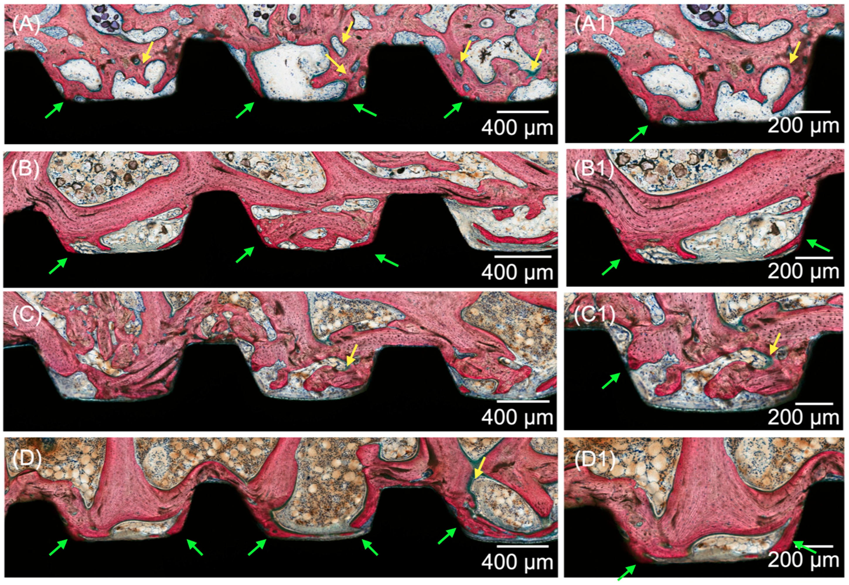 Jfb 14 00308 g005 Jfb 14 00308 g005
