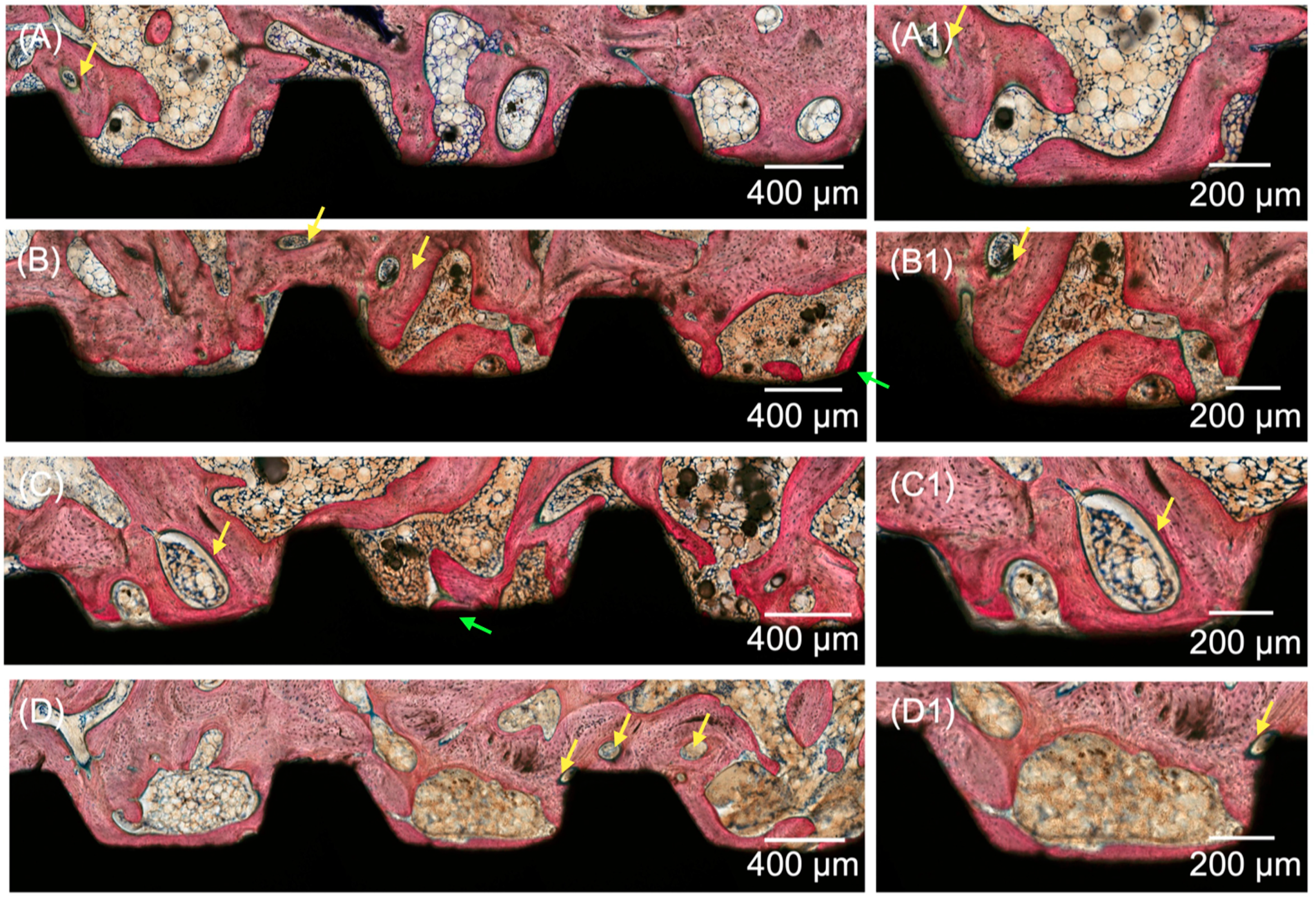 Jfb 14 00308 g006 Jfb 14 00308 g006