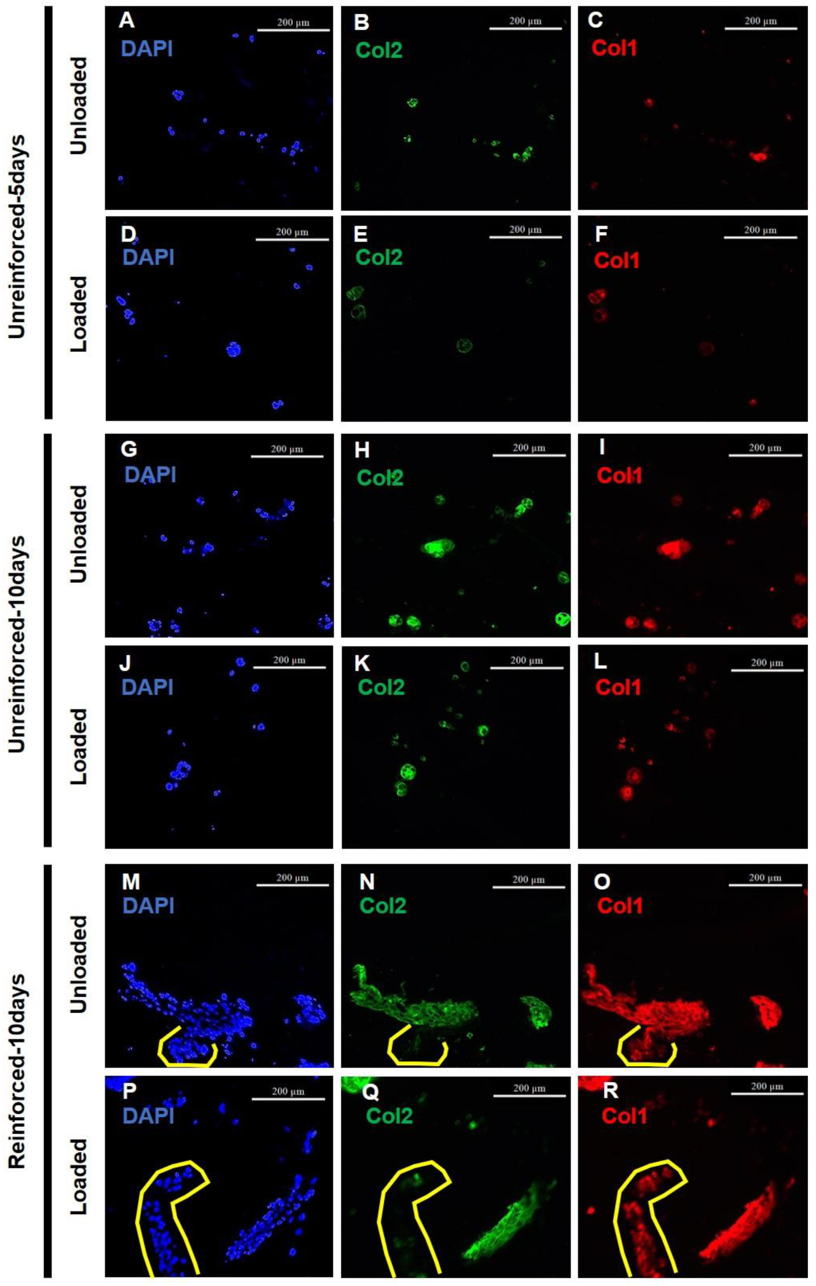 Jfb 14 00313 g004 Jfb 14 00313 g004