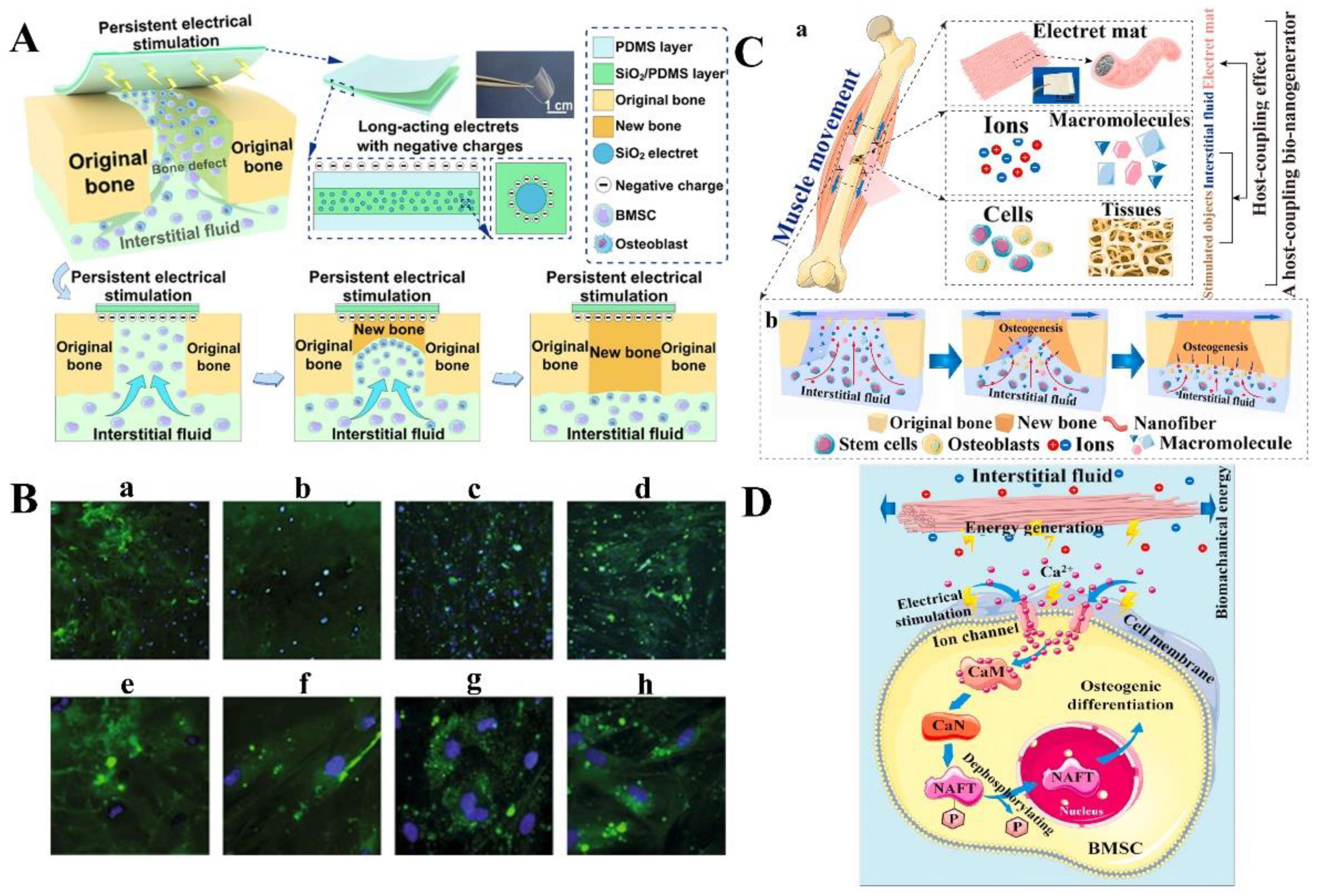 Jfb 14 00320 g004 Jfb 14 00320 g004