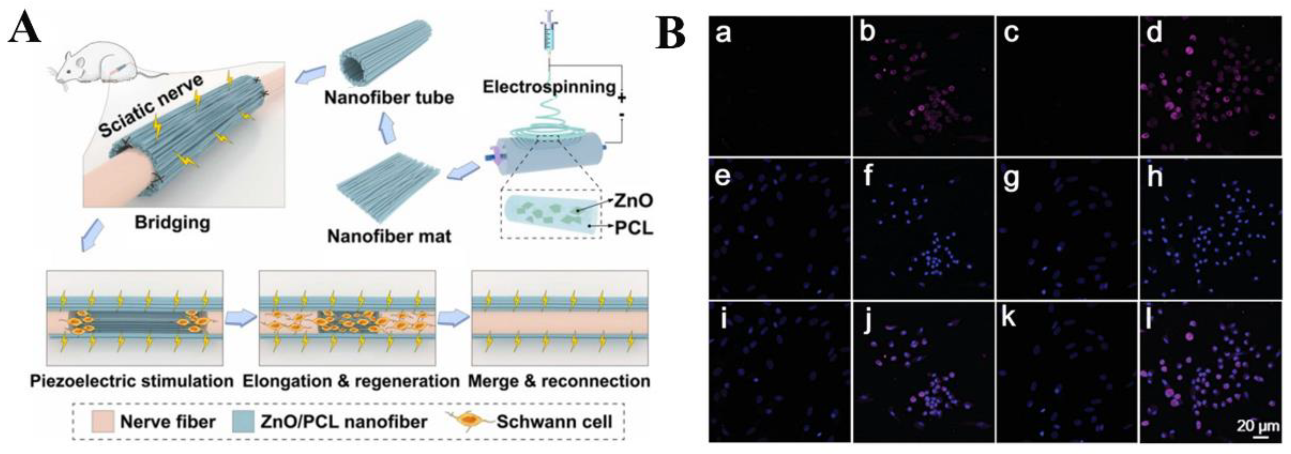 Jfb 14 00320 g006 Jfb 14 00320 g006
