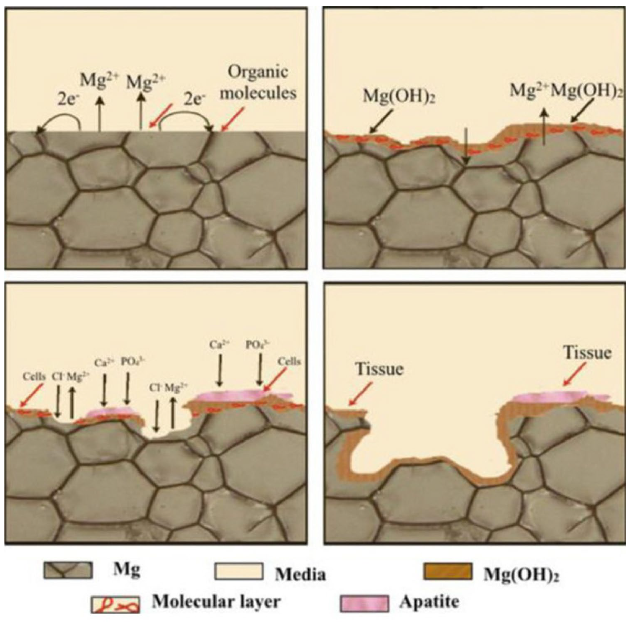 Jfb 14 00324 g004 Jfb 14 00324 g004