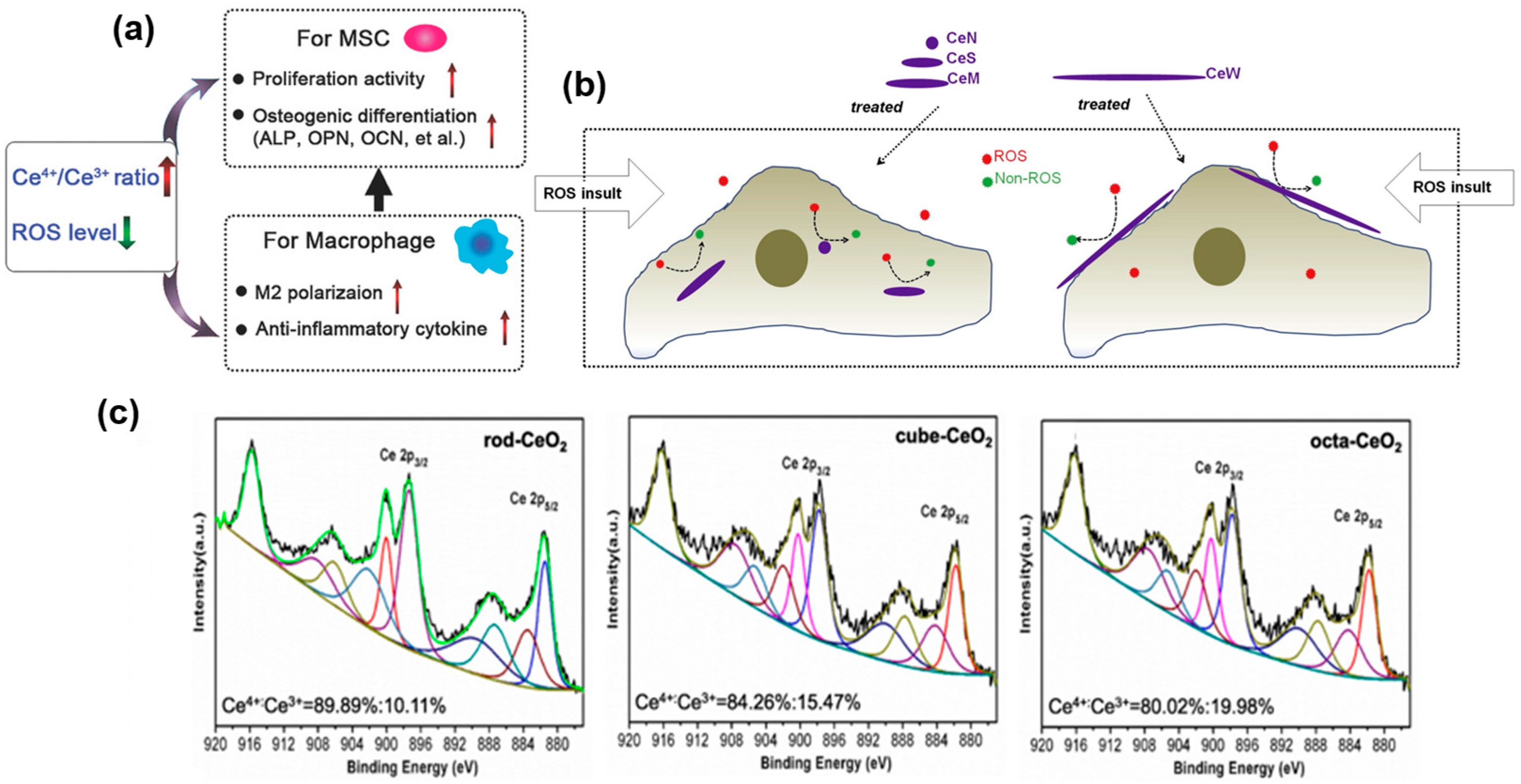 JFB Free FullText Engineering Antioxidant Surfaces for Titanium