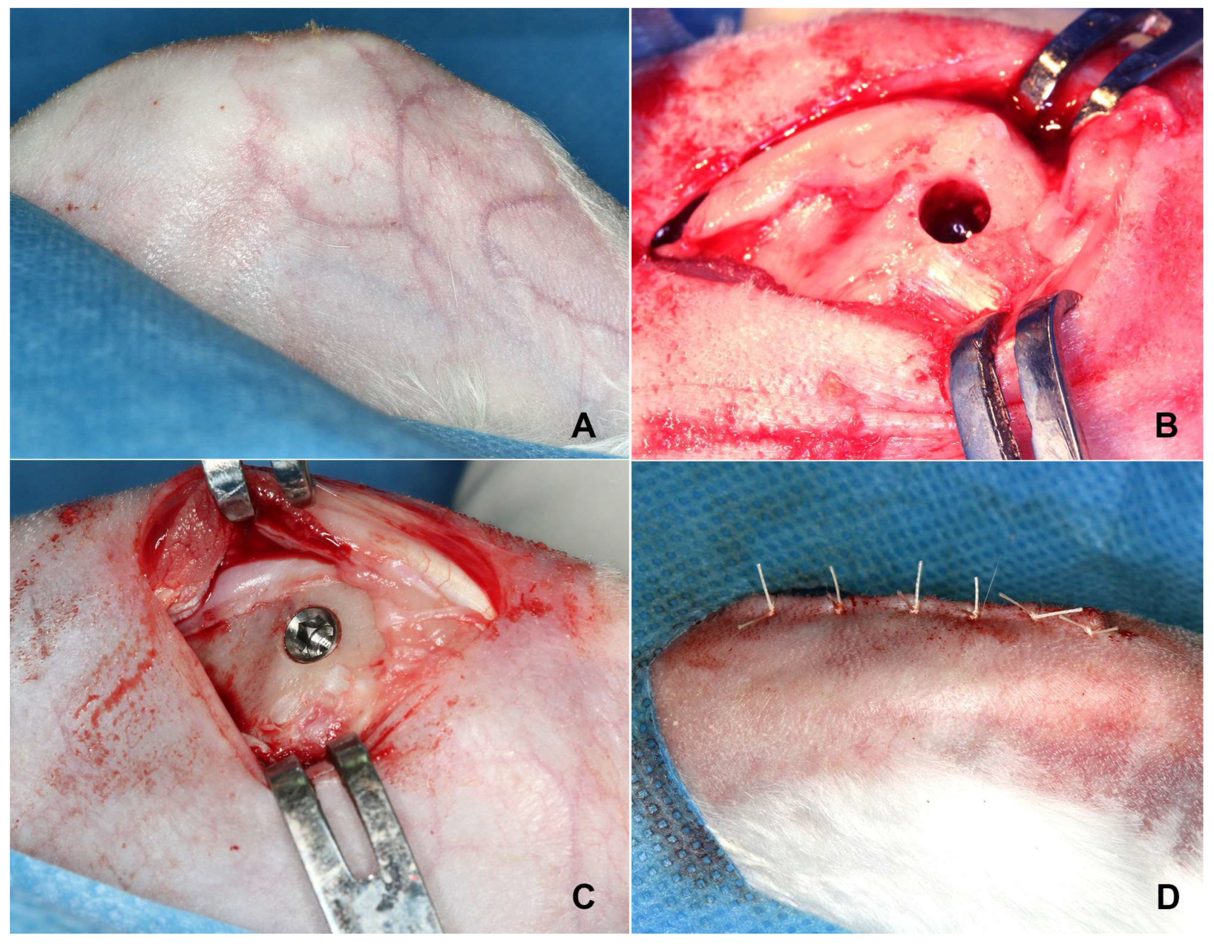 Jfb 14 00355 g002 Jfb 14 00355 g002