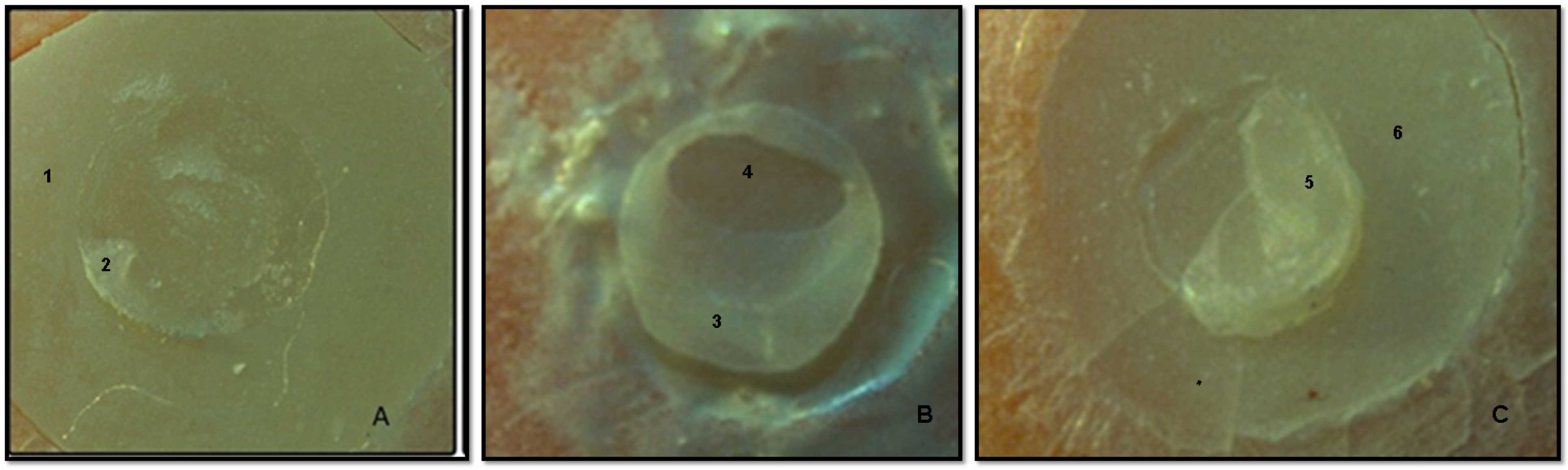 Jfb 14 00367 g005 Jfb 14 00367 g005