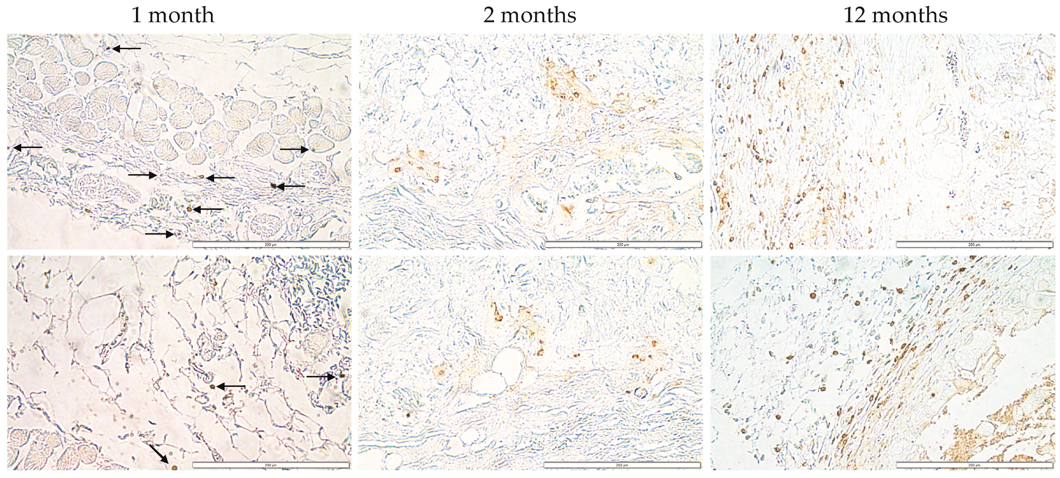 Jfb 14 00371 g008 Jfb 14 00371 g008