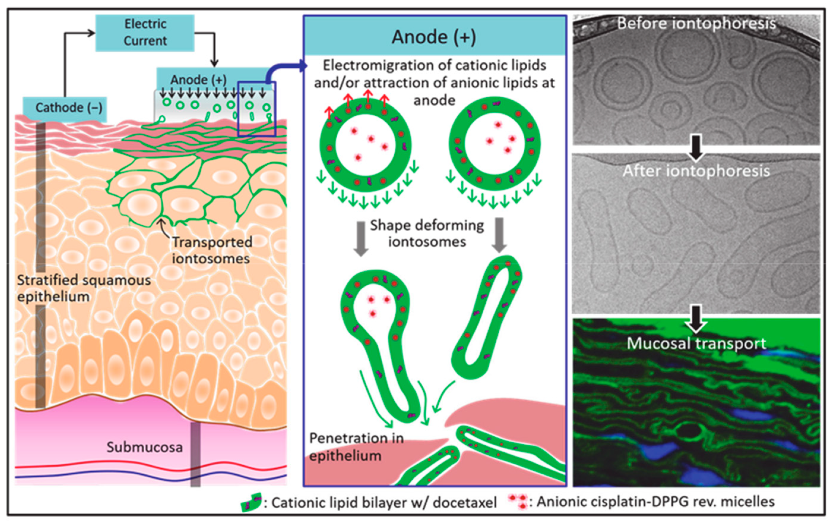 Jfb 14 00404 g004 Jfb 14 00404 g004