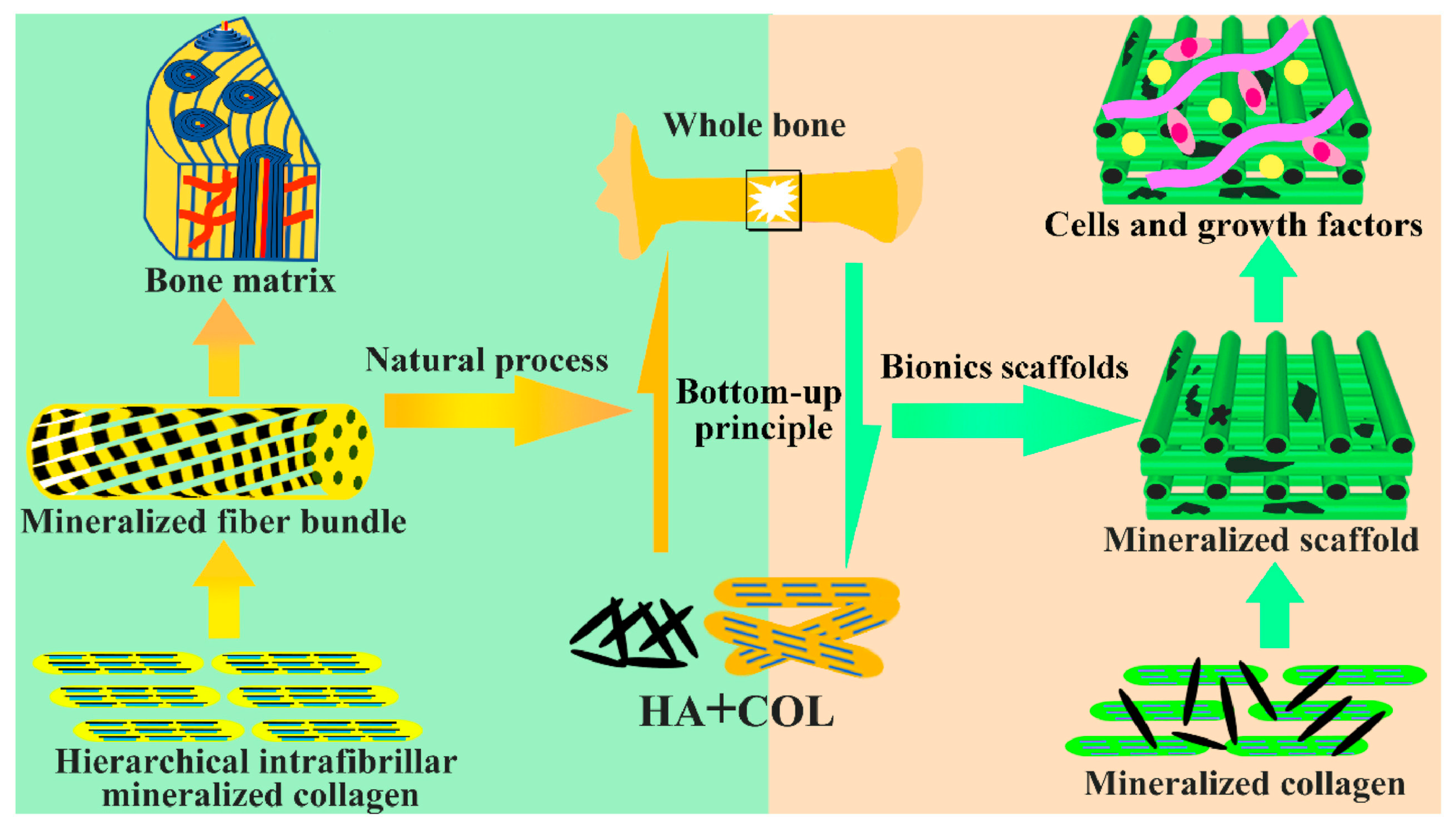 Jfb 14 00406 g001 Jfb 14 00406 g001