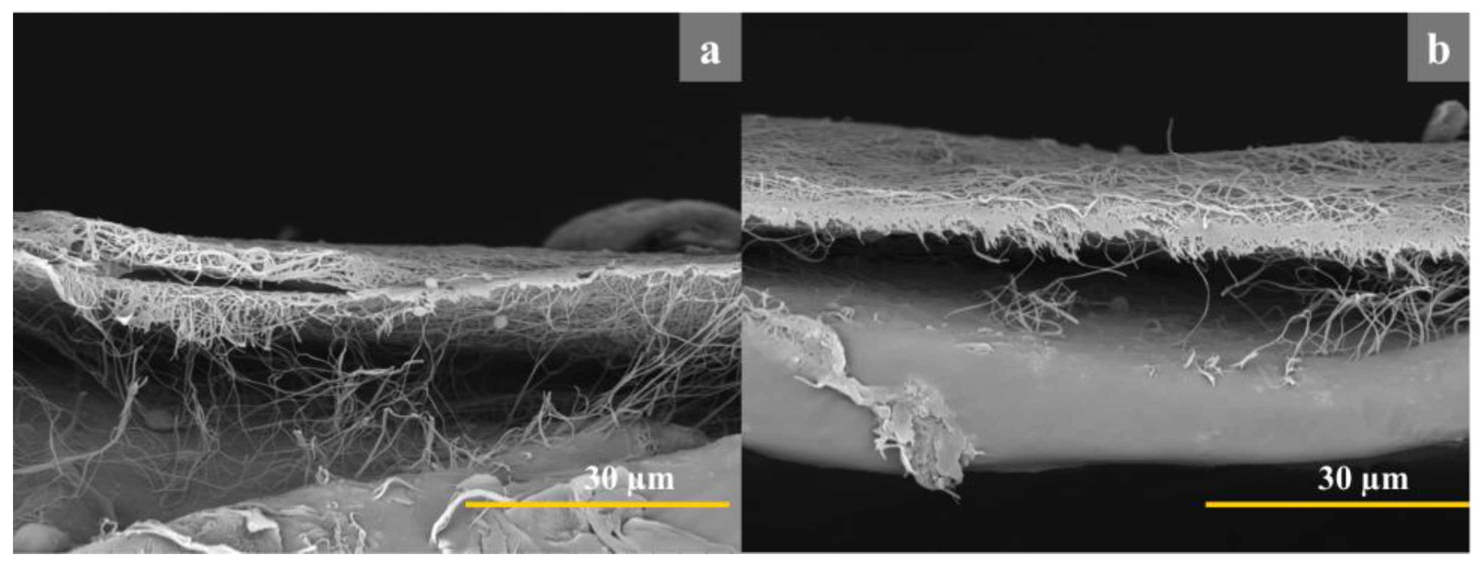 Jfb 14 00414 g007 Jfb 14 00414 g007