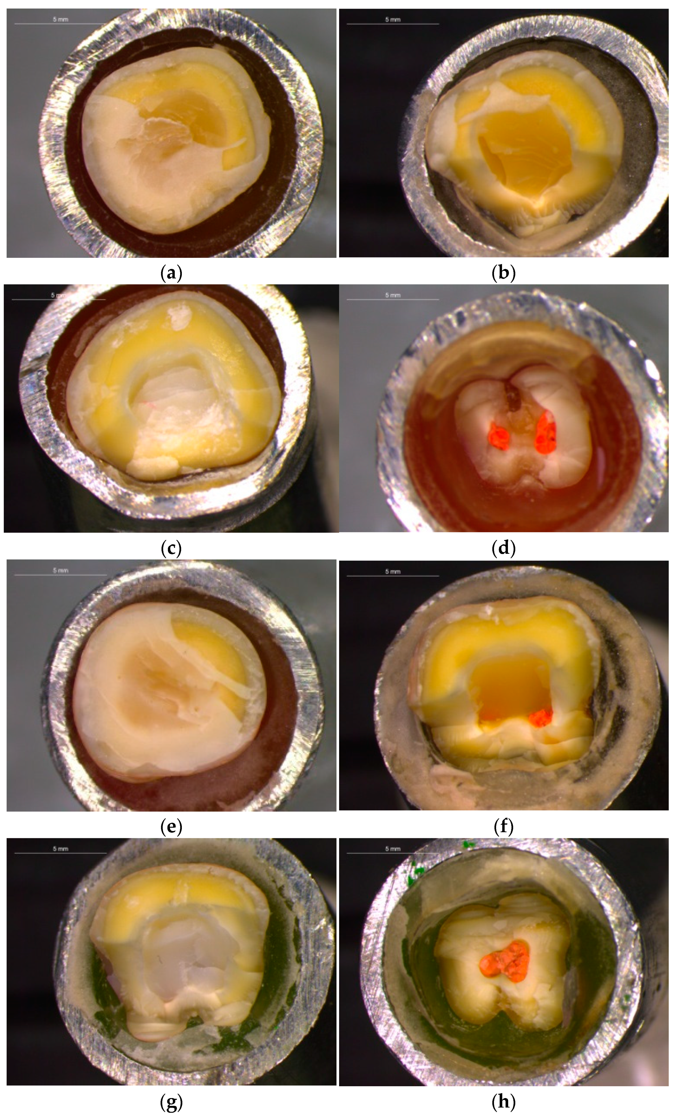 Jfb 14 00422 g007 Jfb 14 00422 g007