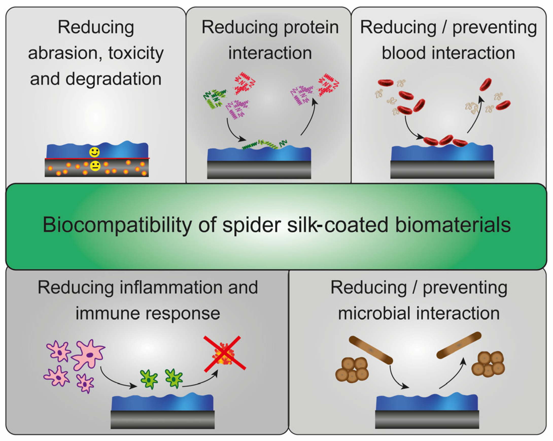 Fourteen Ways That Spiders Use Their Silk, Science