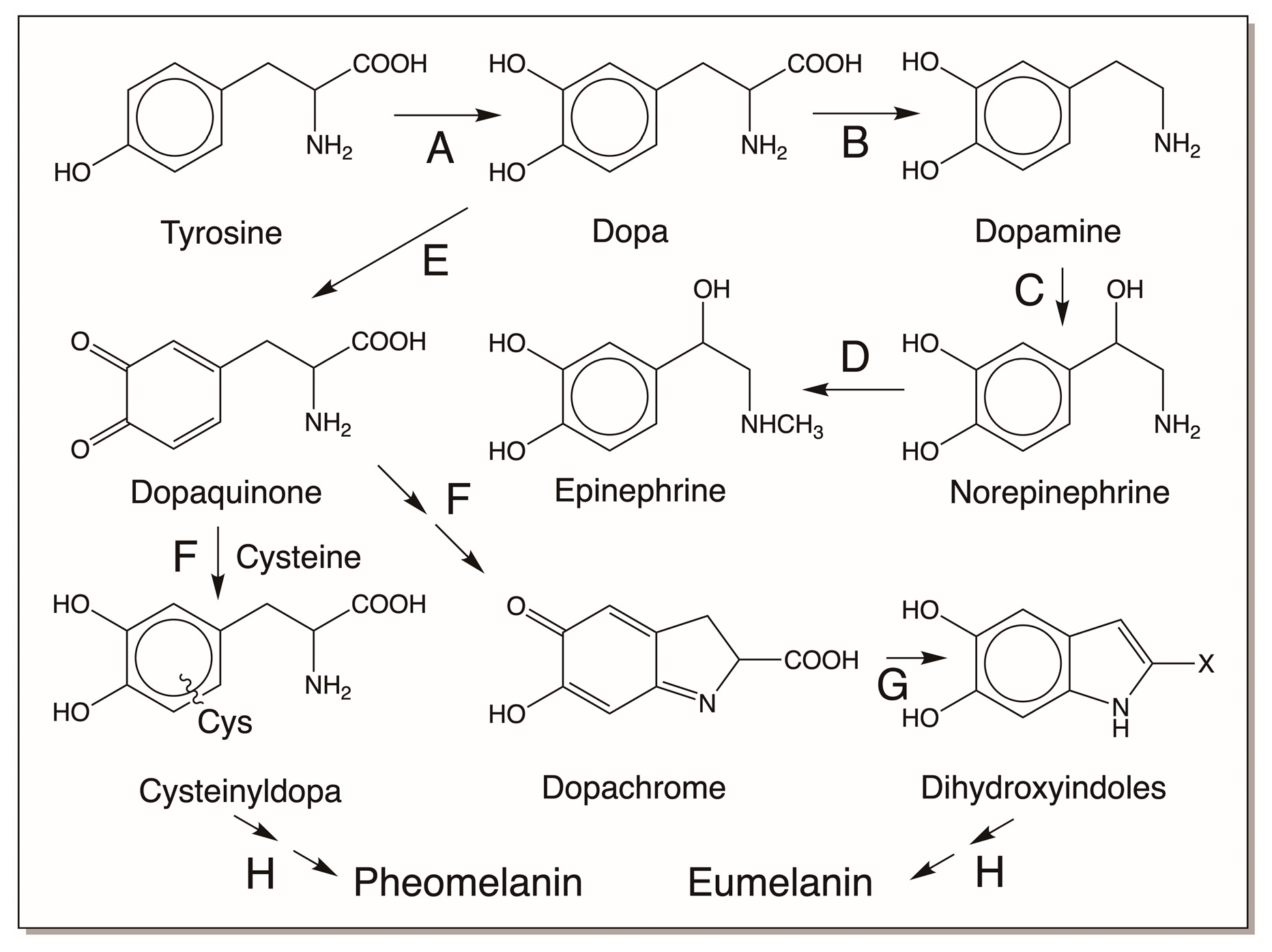 Jfb 14 00449 g001 Jfb 14 00449 g001