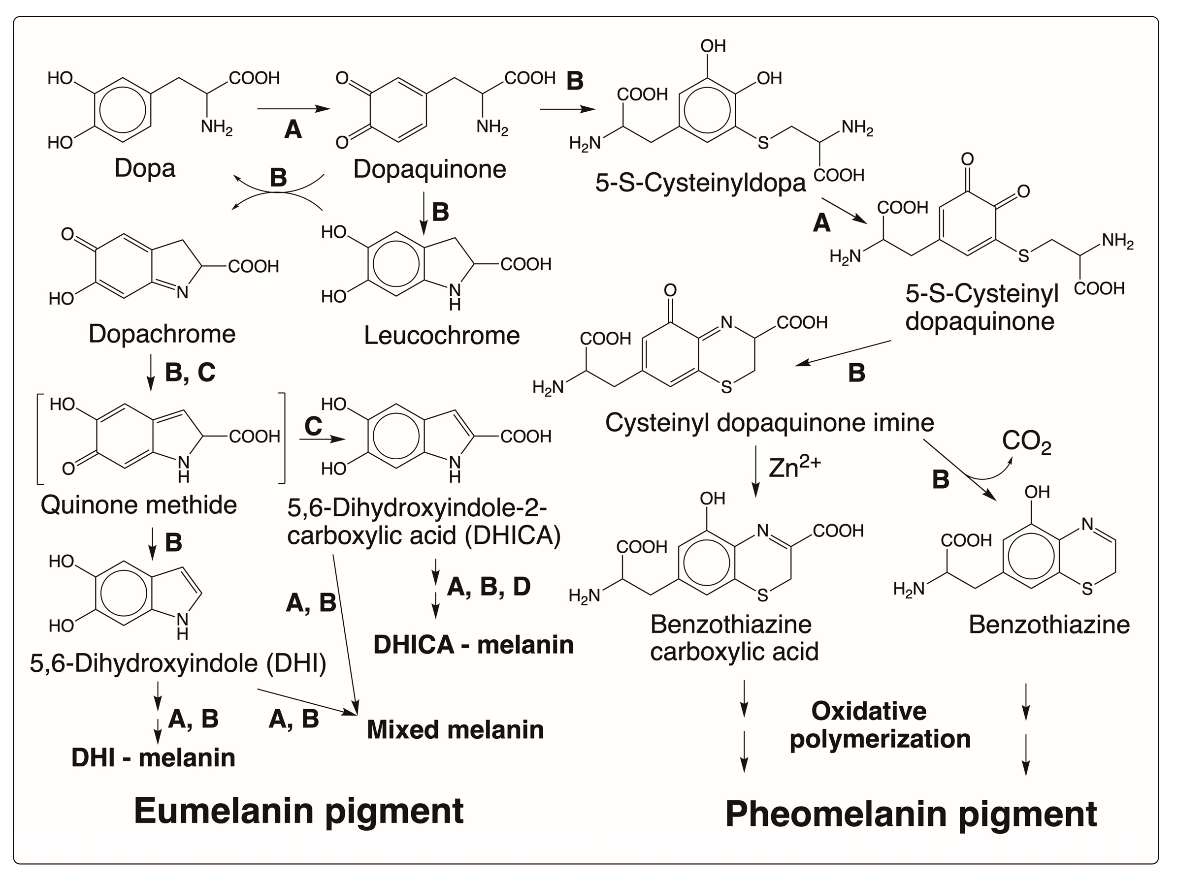 Jfb 14 00449 g002 Jfb 14 00449 g002
