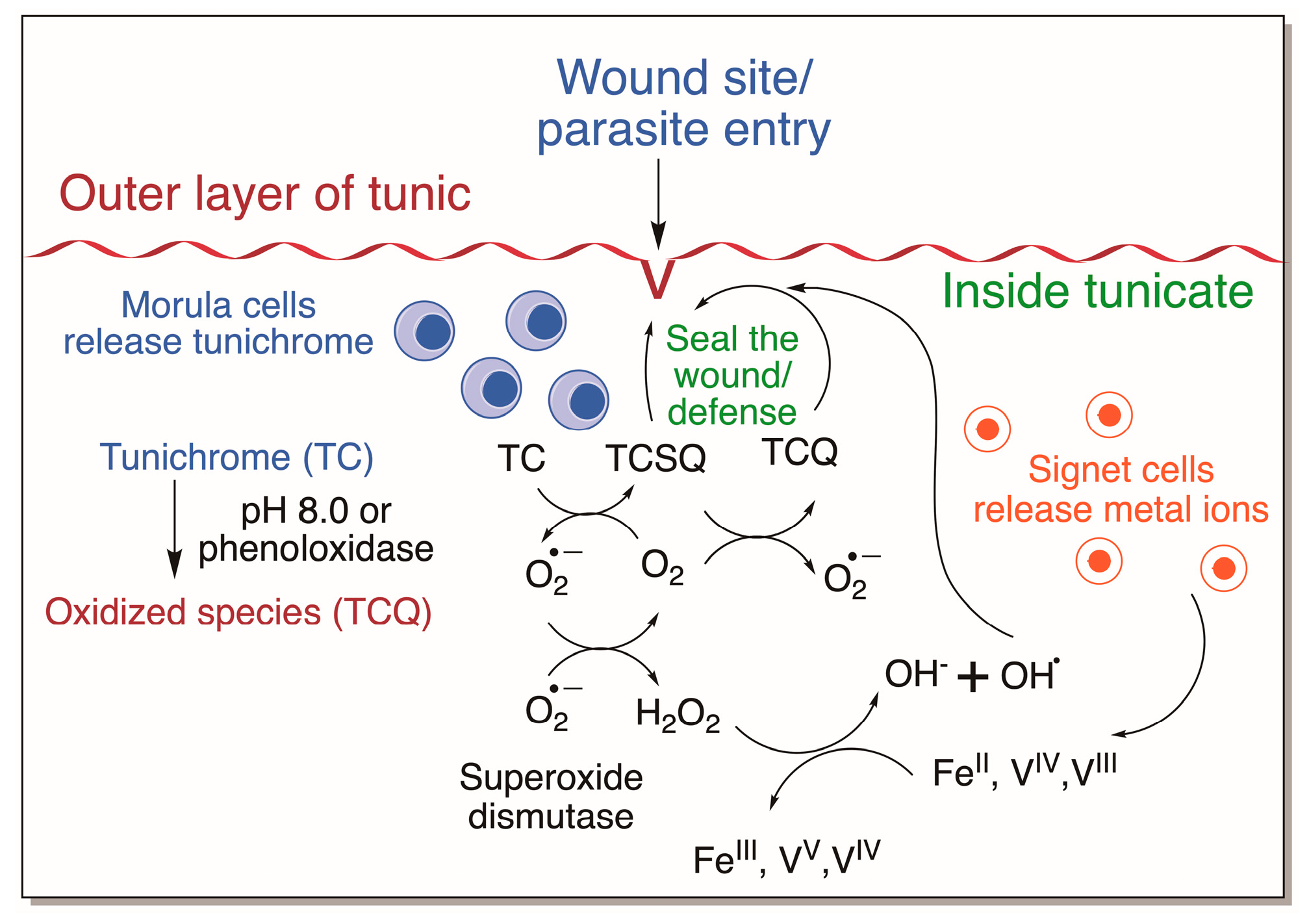 Jfb 14 00449 g022 Jfb 14 00449 g022