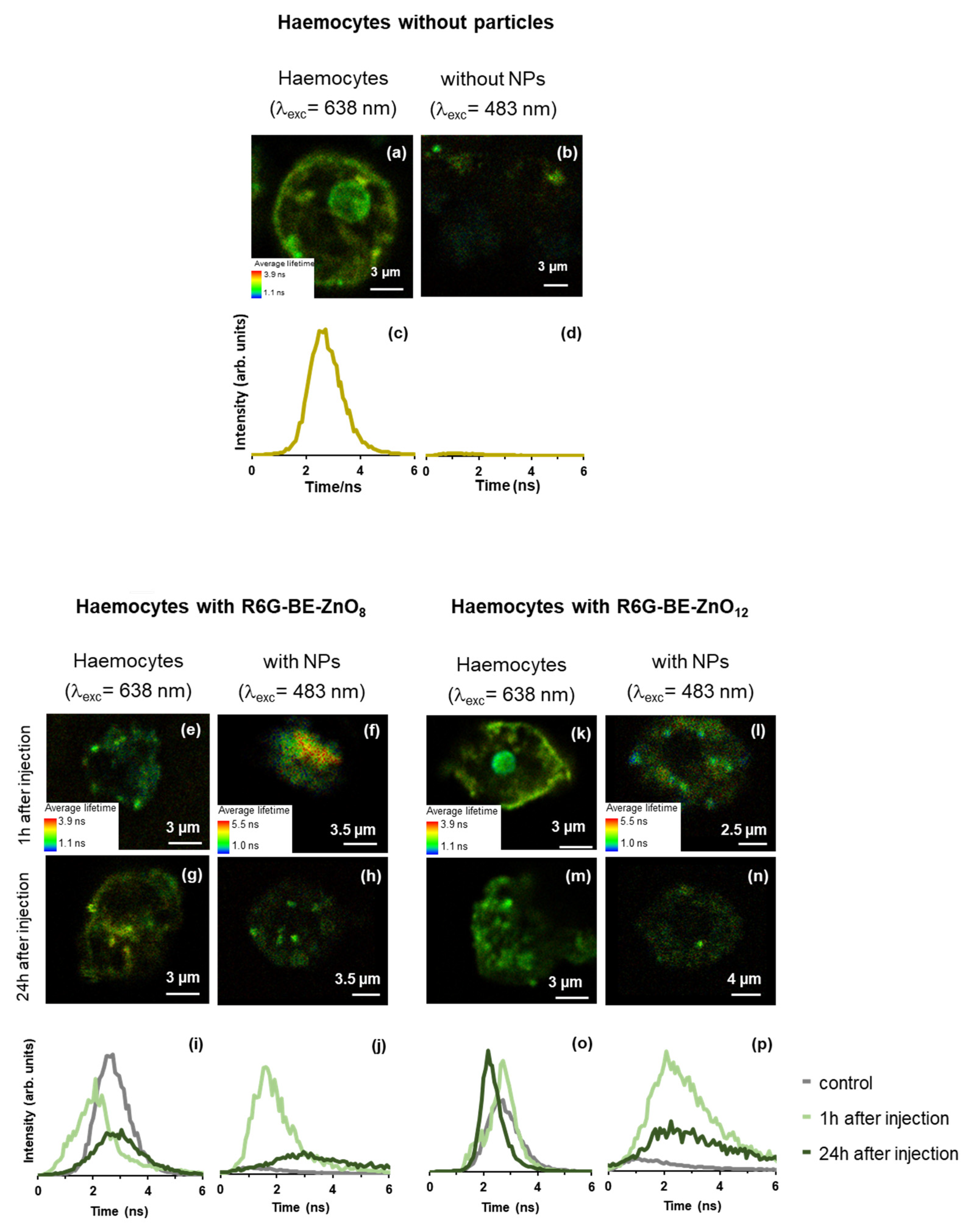 Jfb 14 00463 g004 Jfb 14 00463 g004