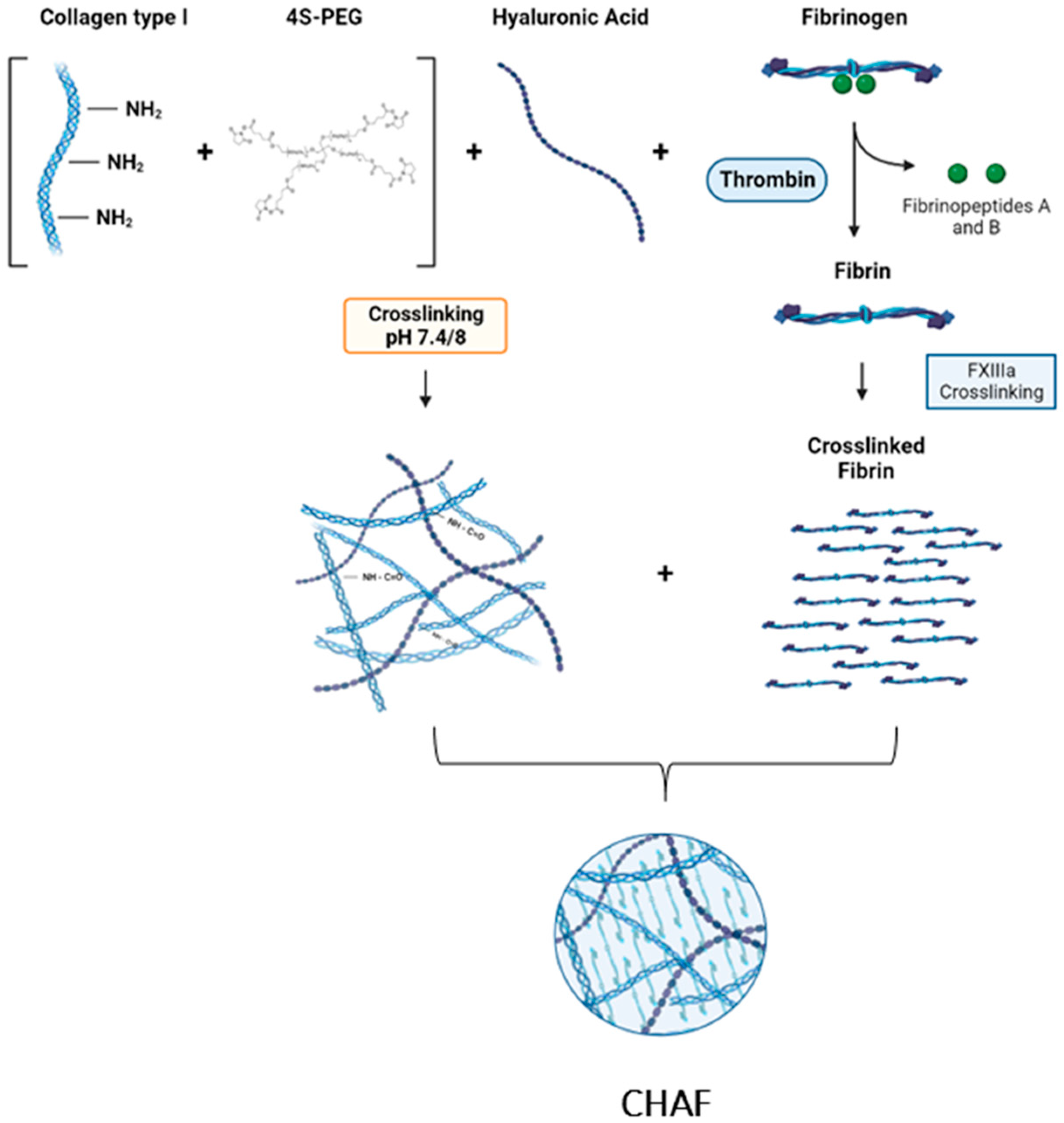 JFB Free FullText Bioinspired Collagen/Hyaluronic Acid/Fibrin