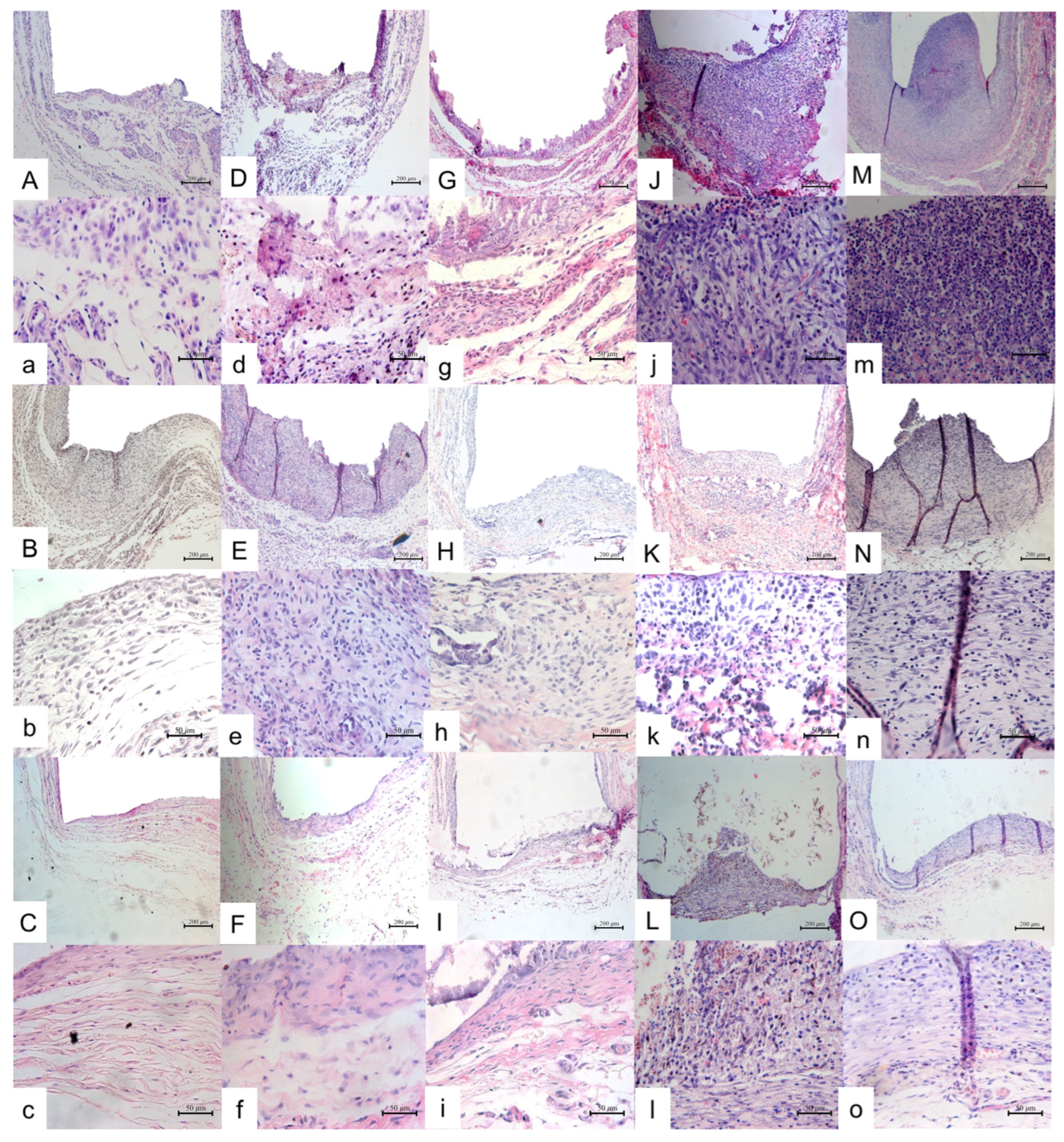 Jfb 14 00507 g001 Jfb 14 00507 g001