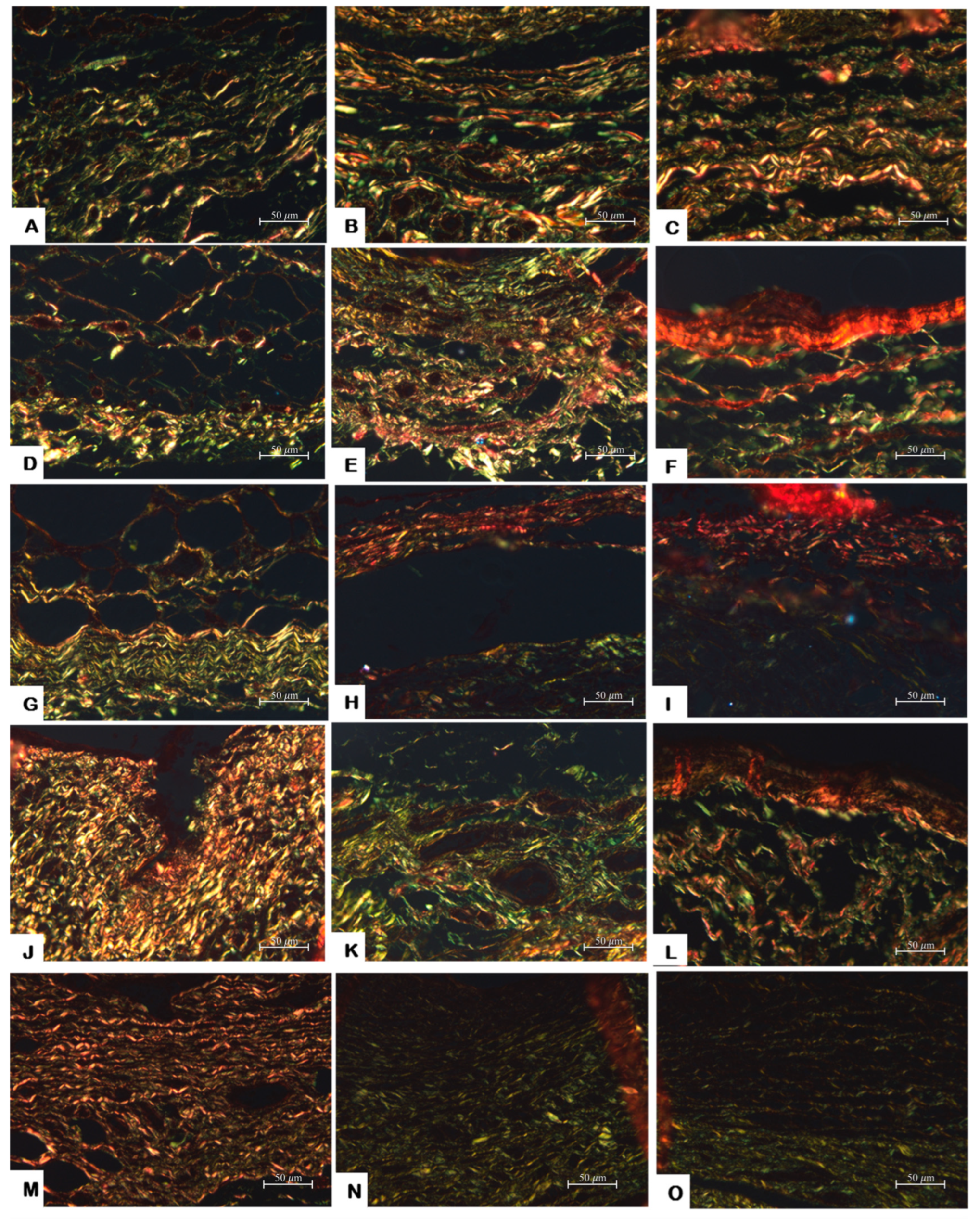 Jfb 14 00507 g003 Jfb 14 00507 g003