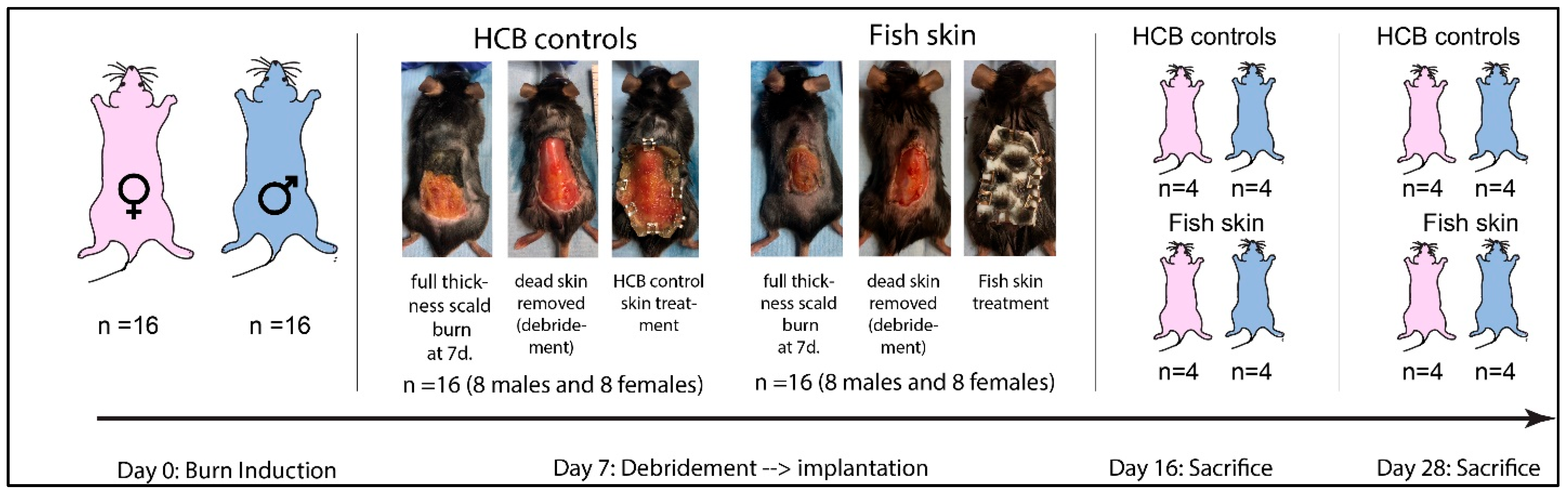 Jfb 14 00512 g001 Jfb 14 00512 g001