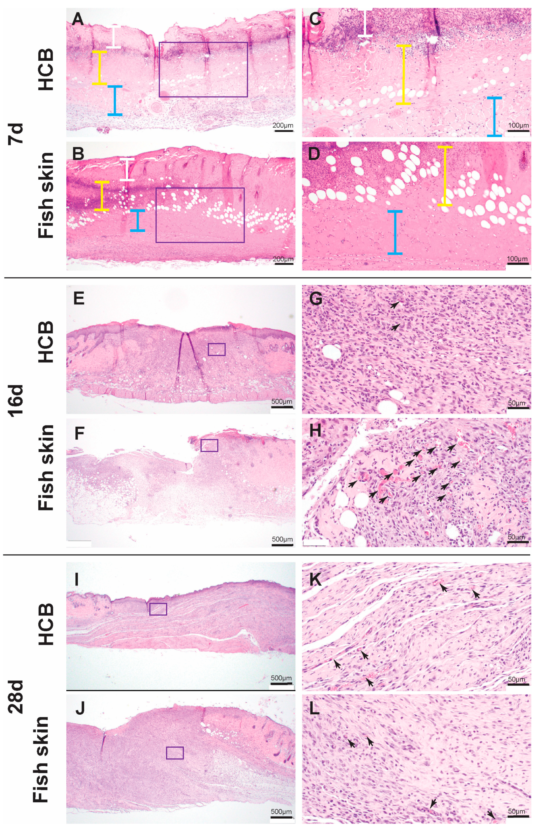 Jfb 14 00512 g005 Jfb 14 00512 g005