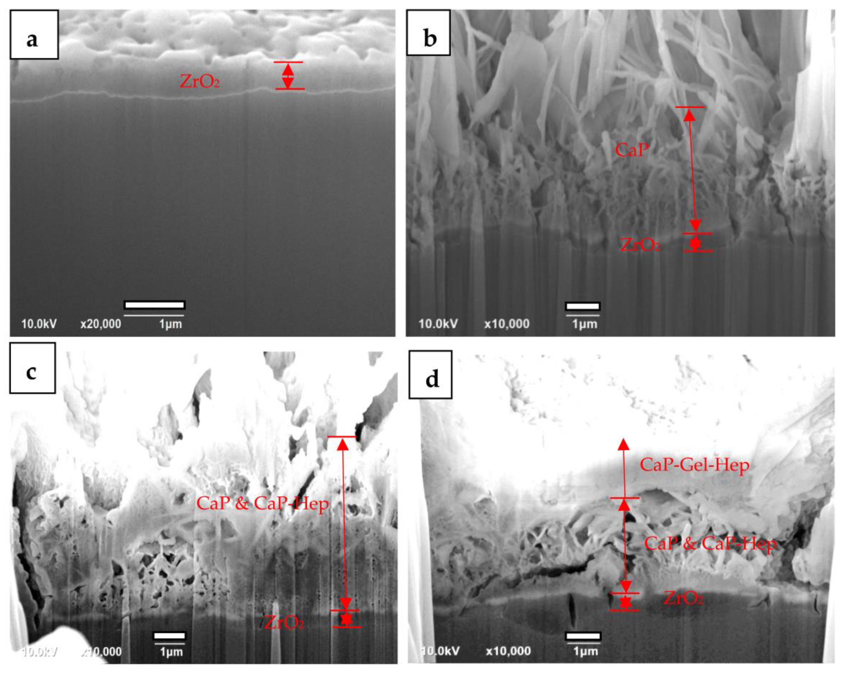 Jfb 14 00519 g014 Jfb 14 00519 g014