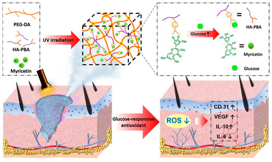 Rational Design of Multifunctional Hydrogels for Wound Repair