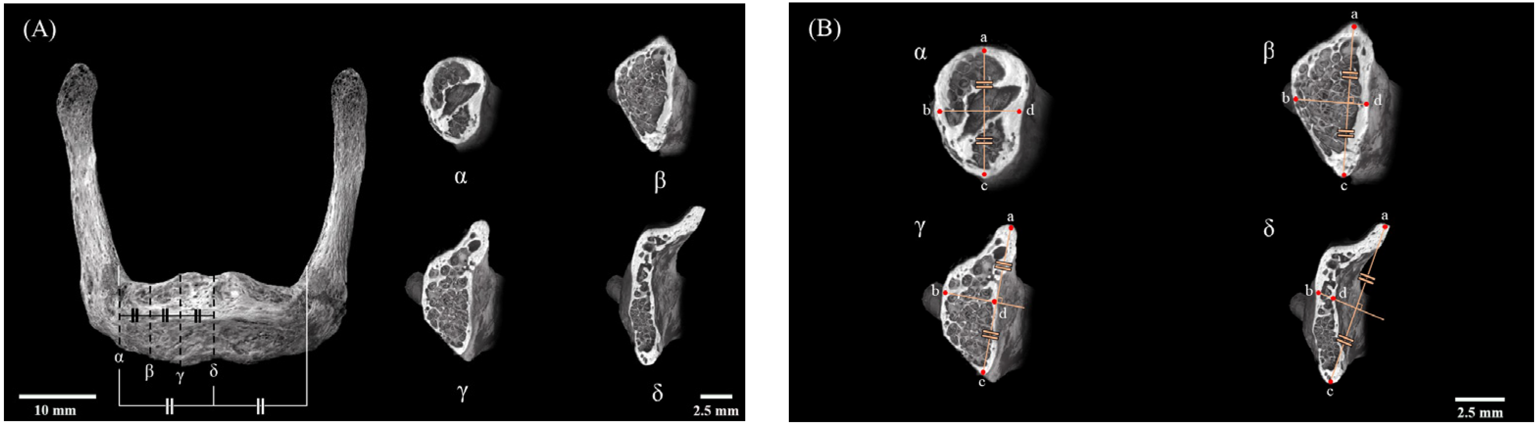 Jfb 15 00056 g002 Jfb 15 00056 g002