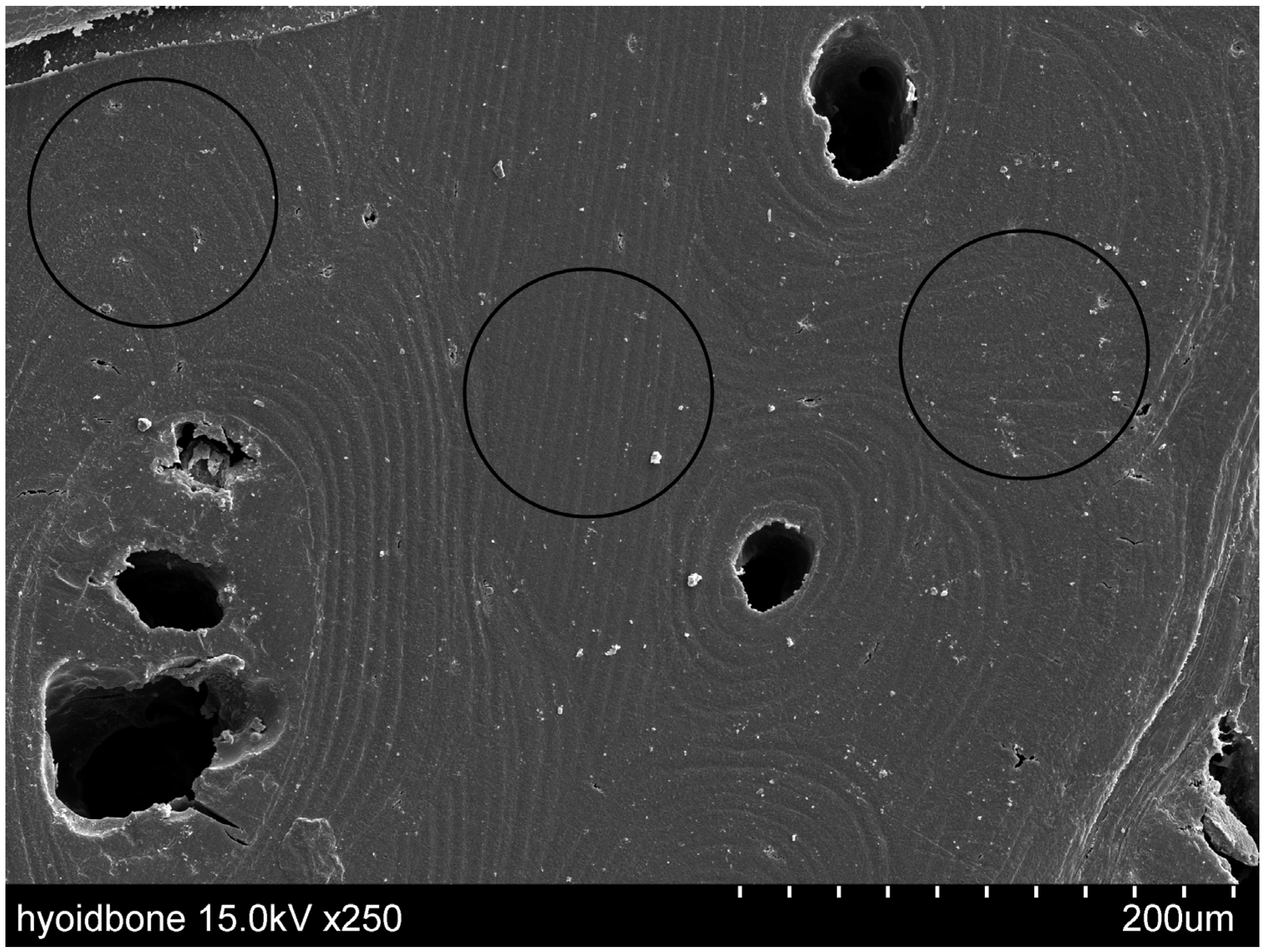 Jfb 15 00056 g003 Jfb 15 00056 g003