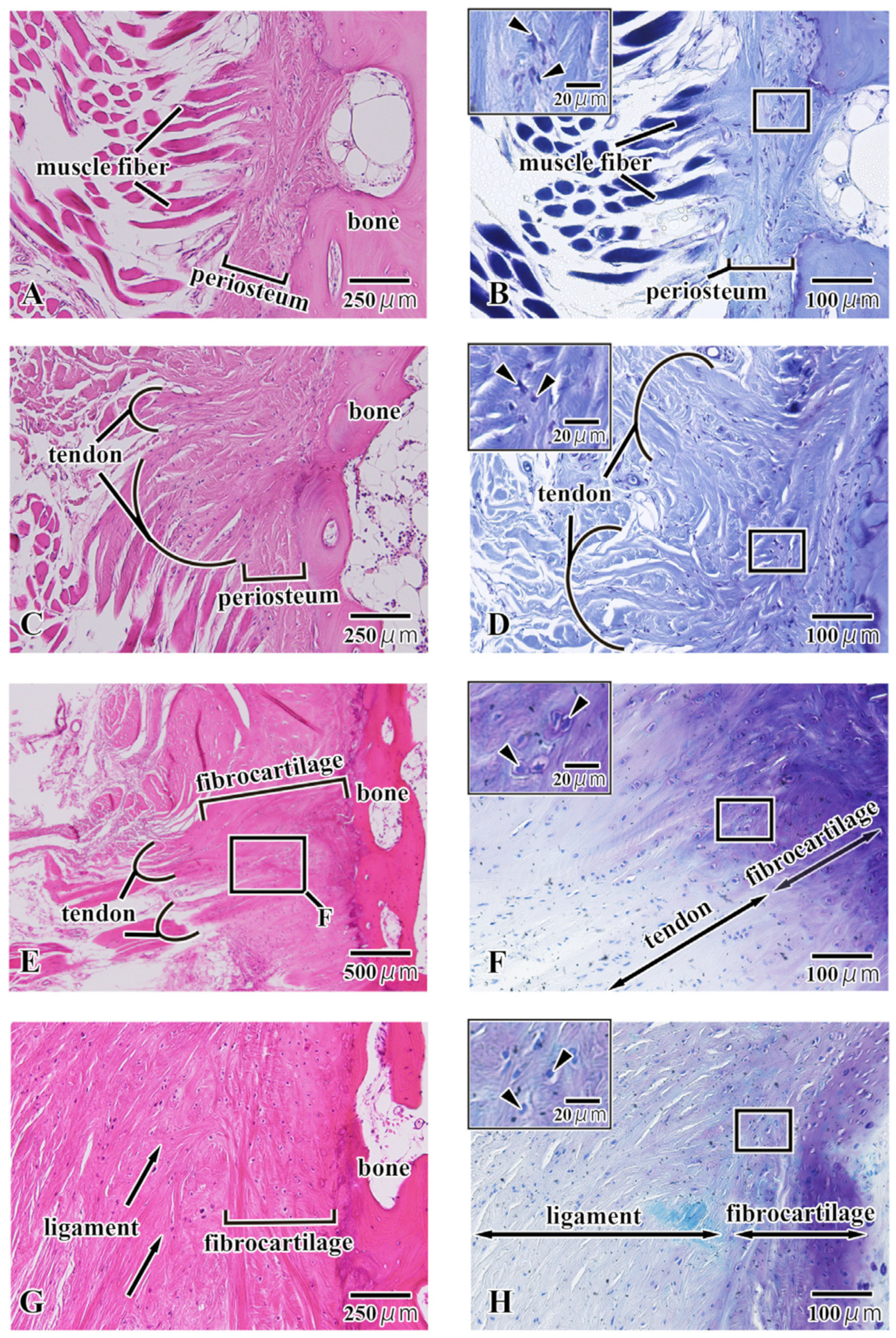 Jfb 15 00056 g005 Jfb 15 00056 g005
