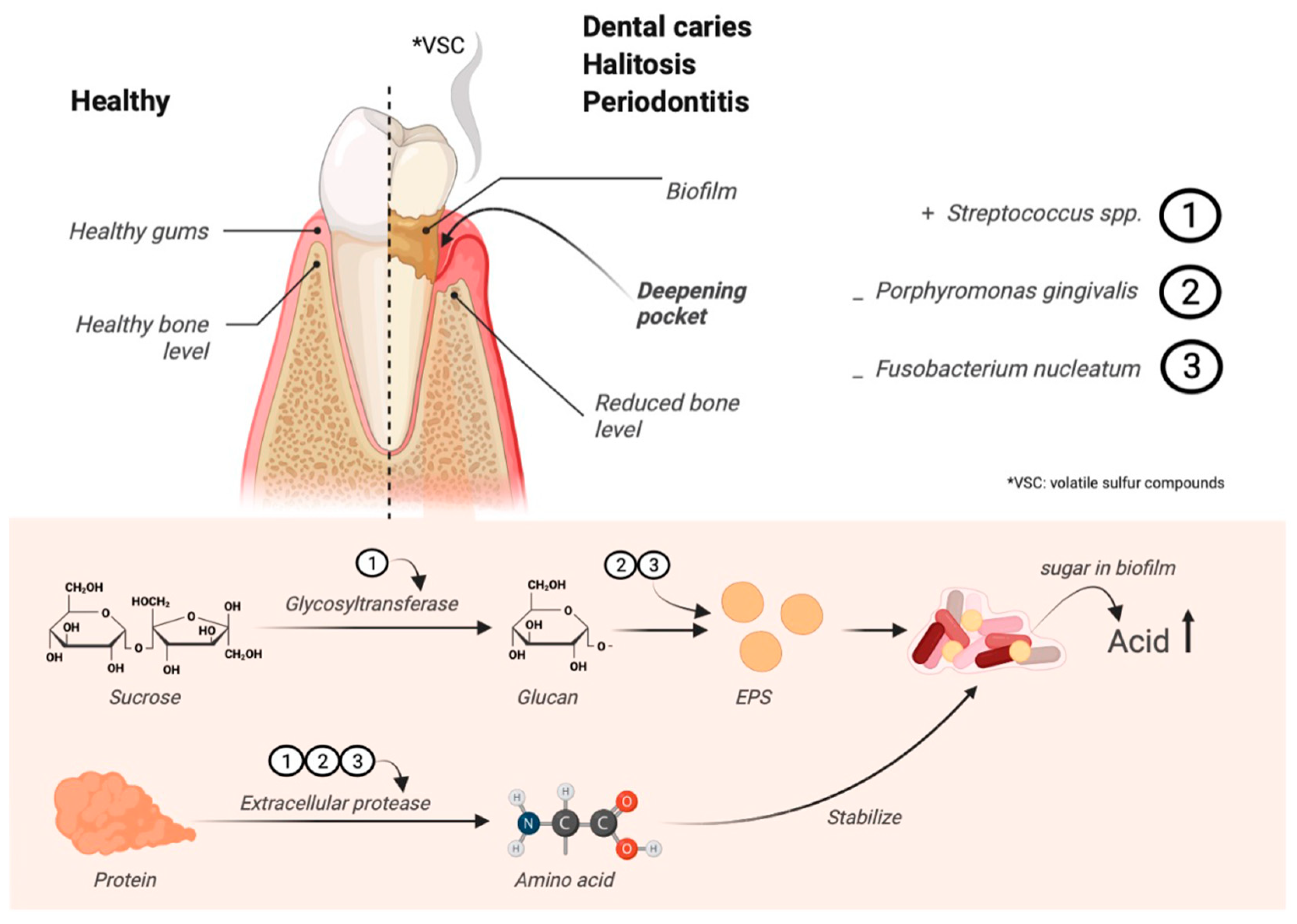 Jfb 15 00064 g001 Jfb 15 00064 g001