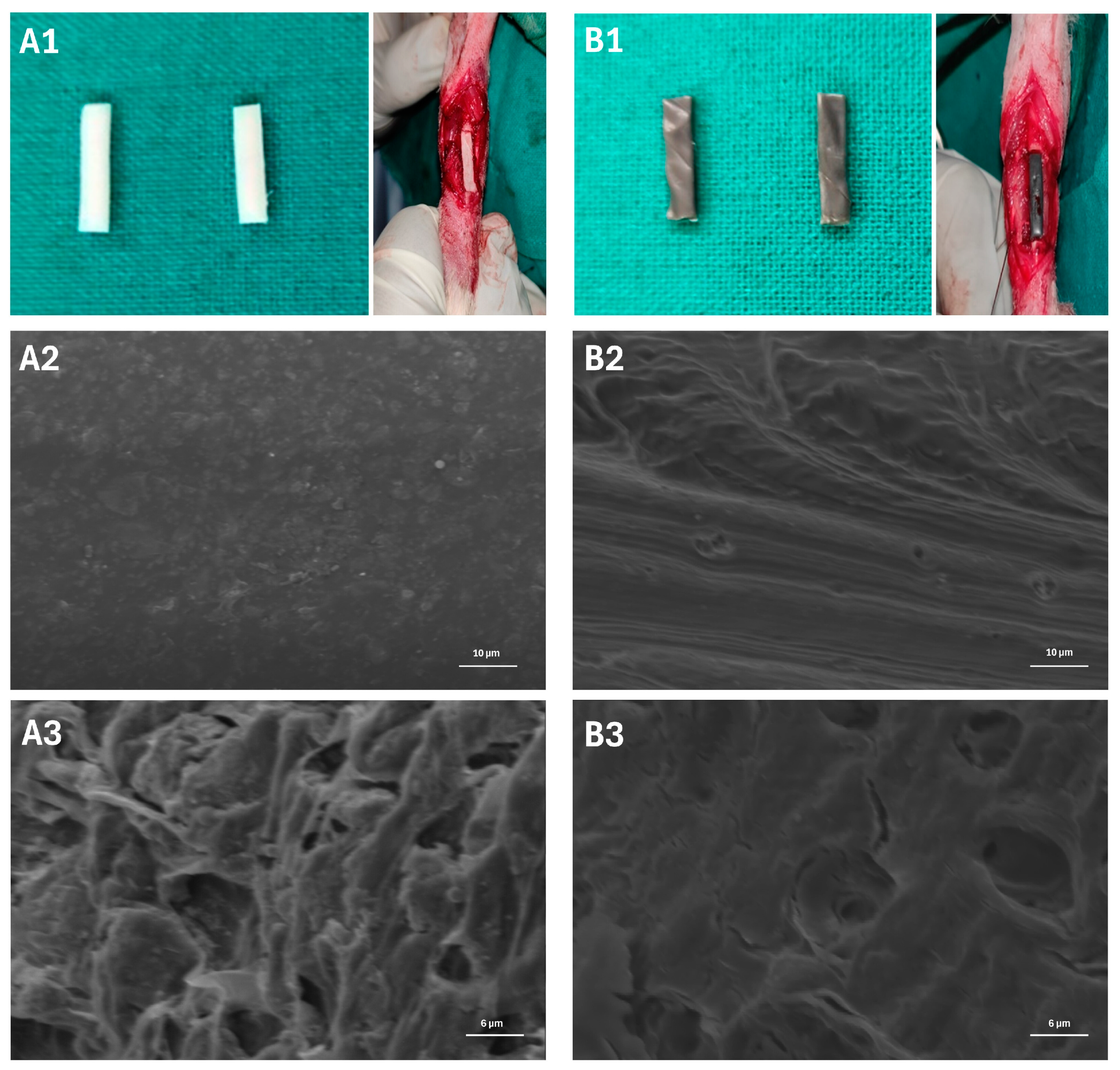 Jfb 15 00066 g001 Jfb 15 00066 g001